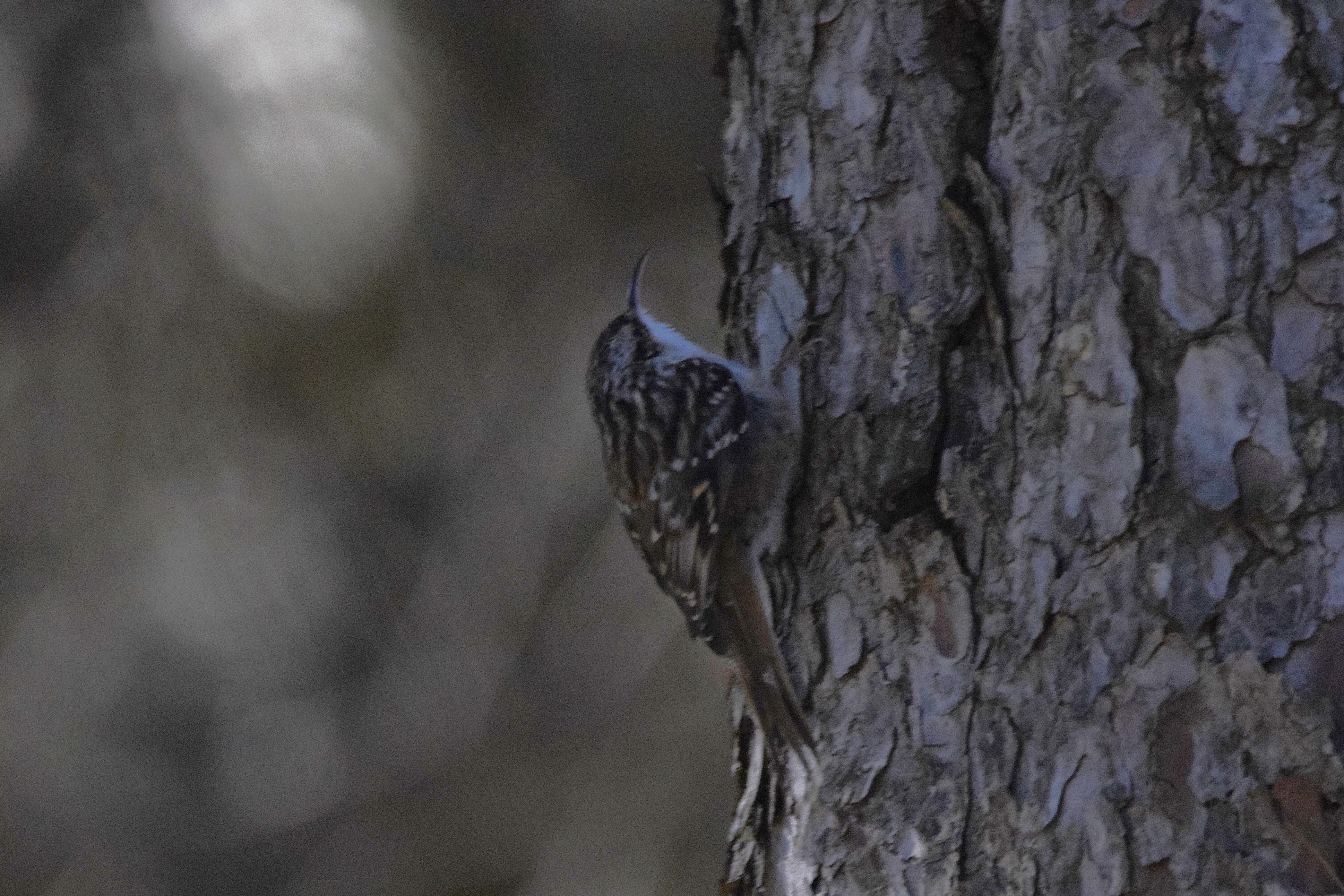 A Short-toed Treecreeper - one of the birds I was hoping to see the most!