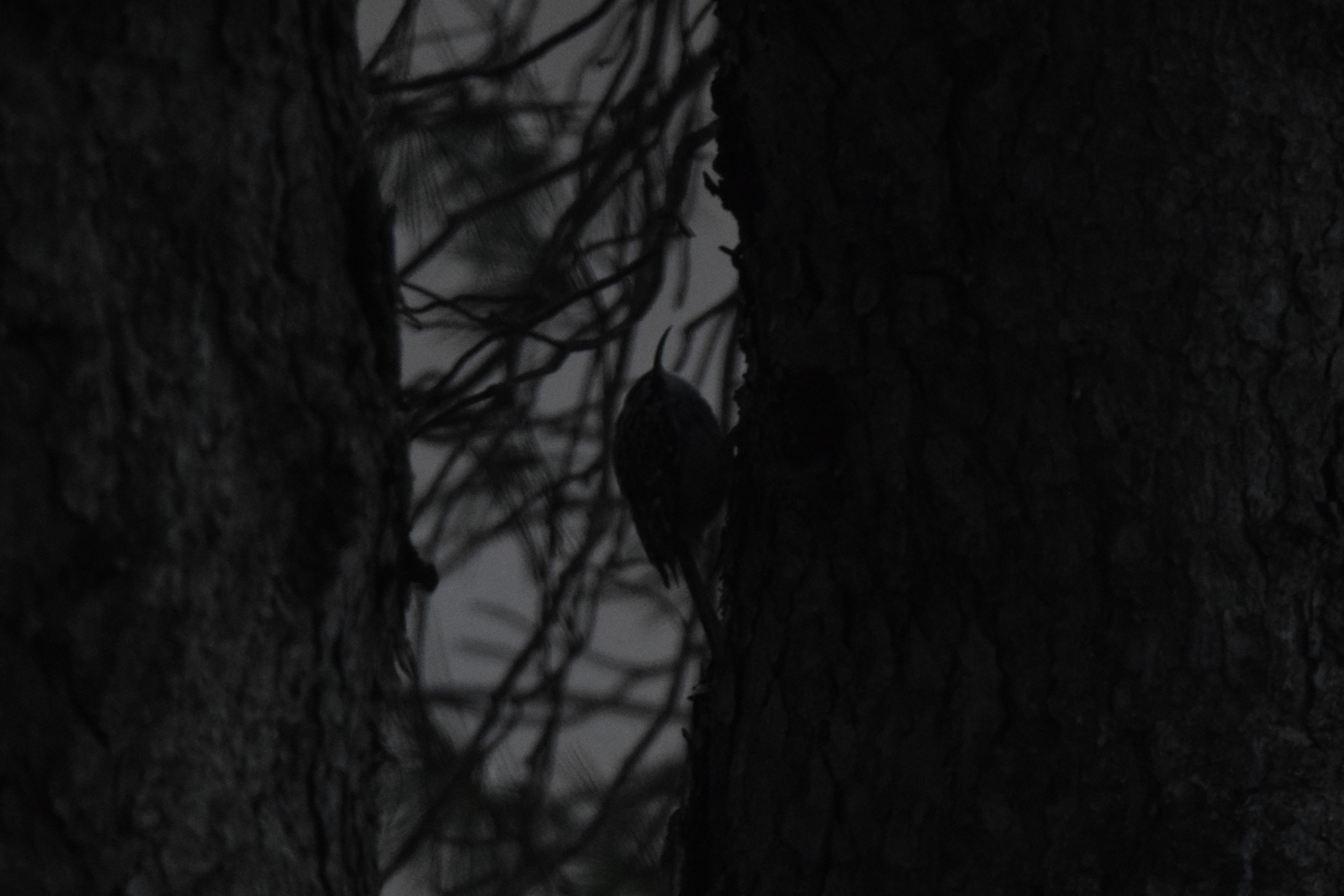 Another Short-toed Treecreeper!