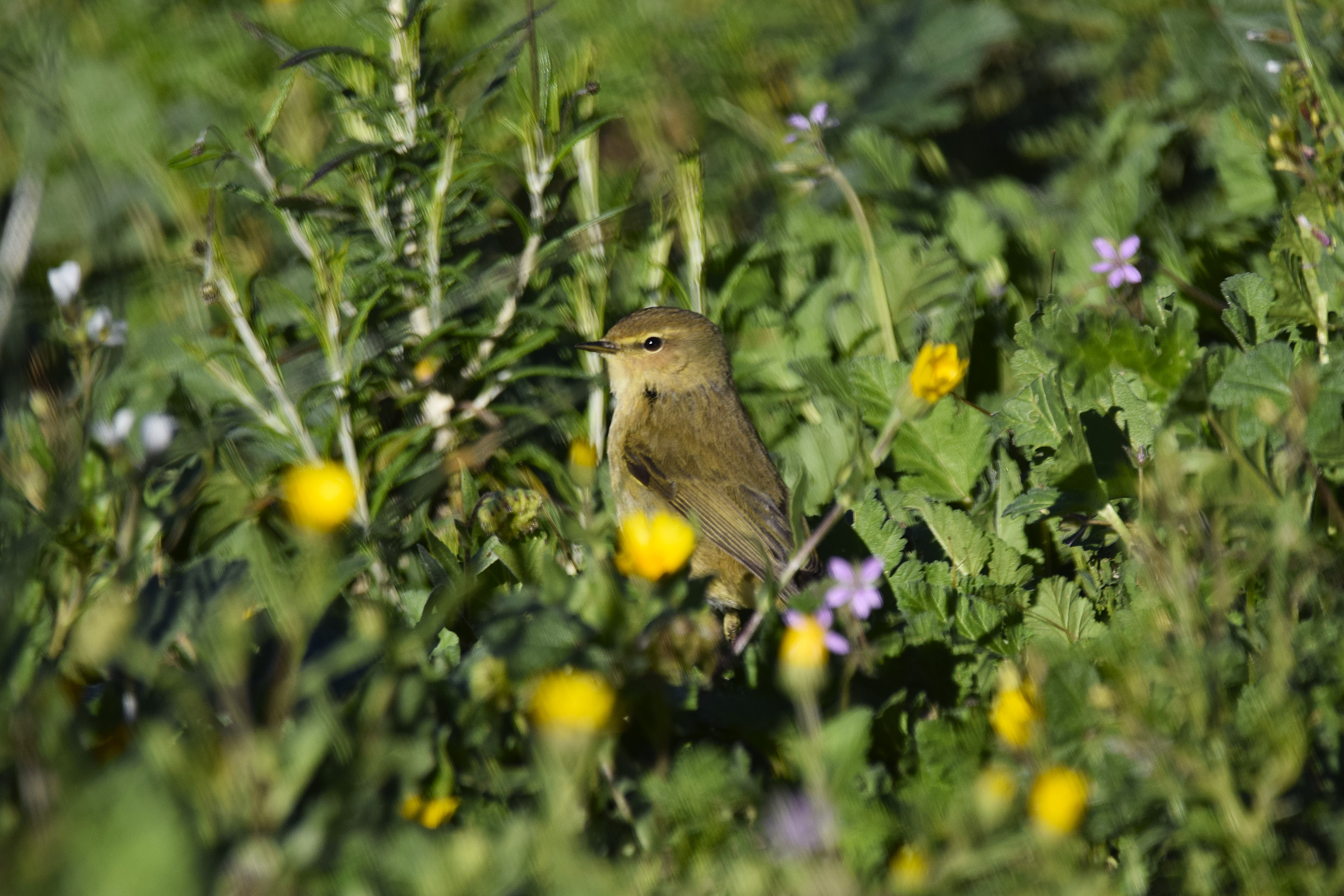 Possibly an Iberian Chiffchaff, sighted near the ranch.