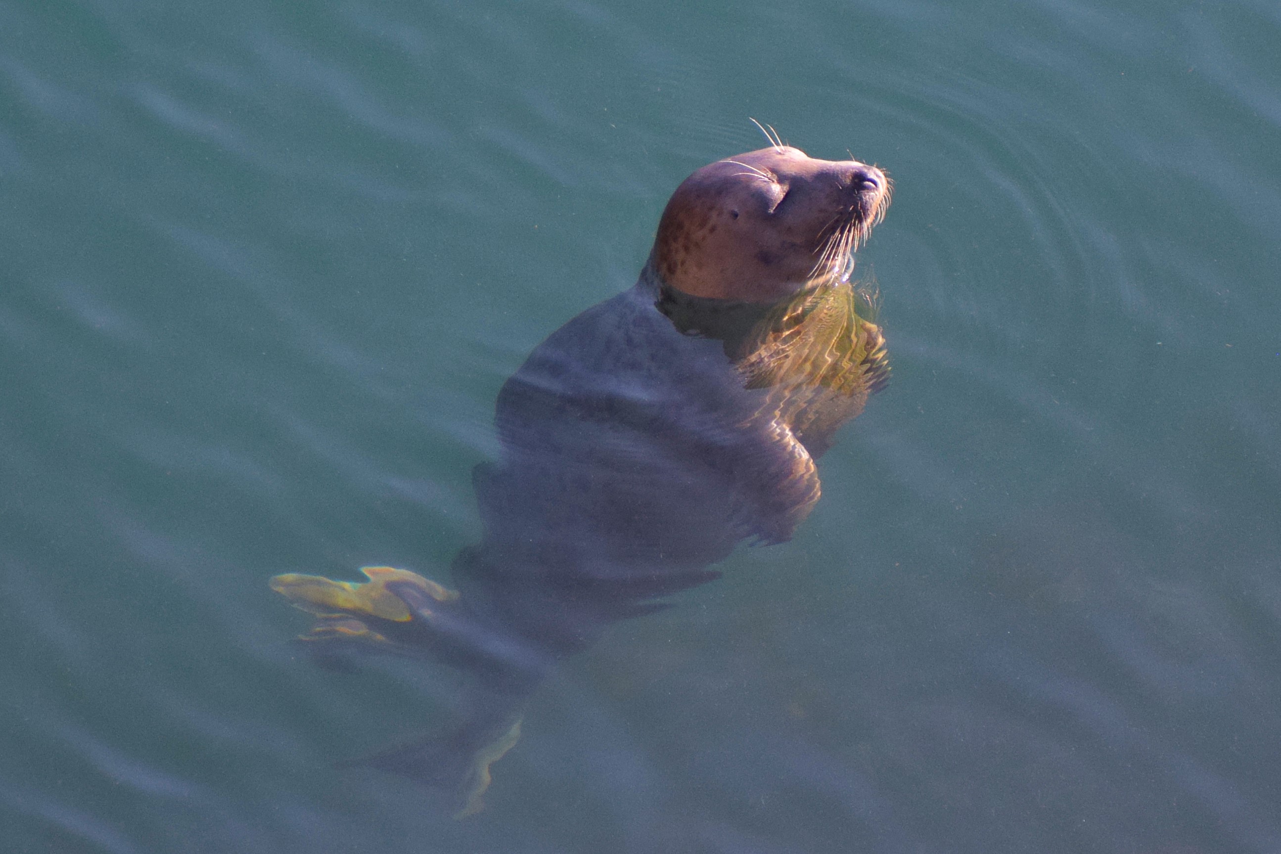 Grey Seal