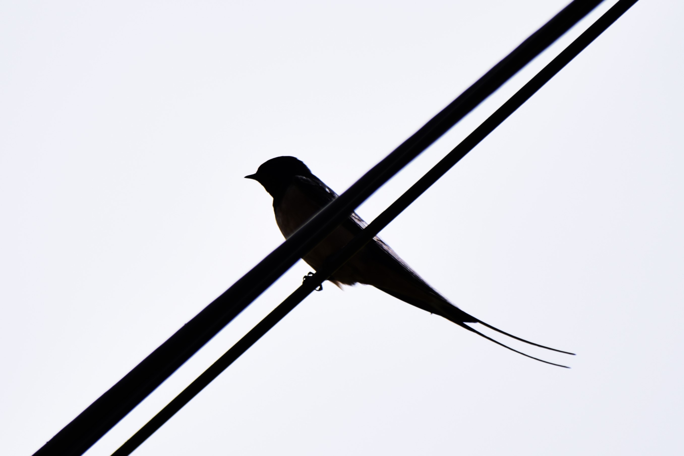 Silhouette of a Swallow