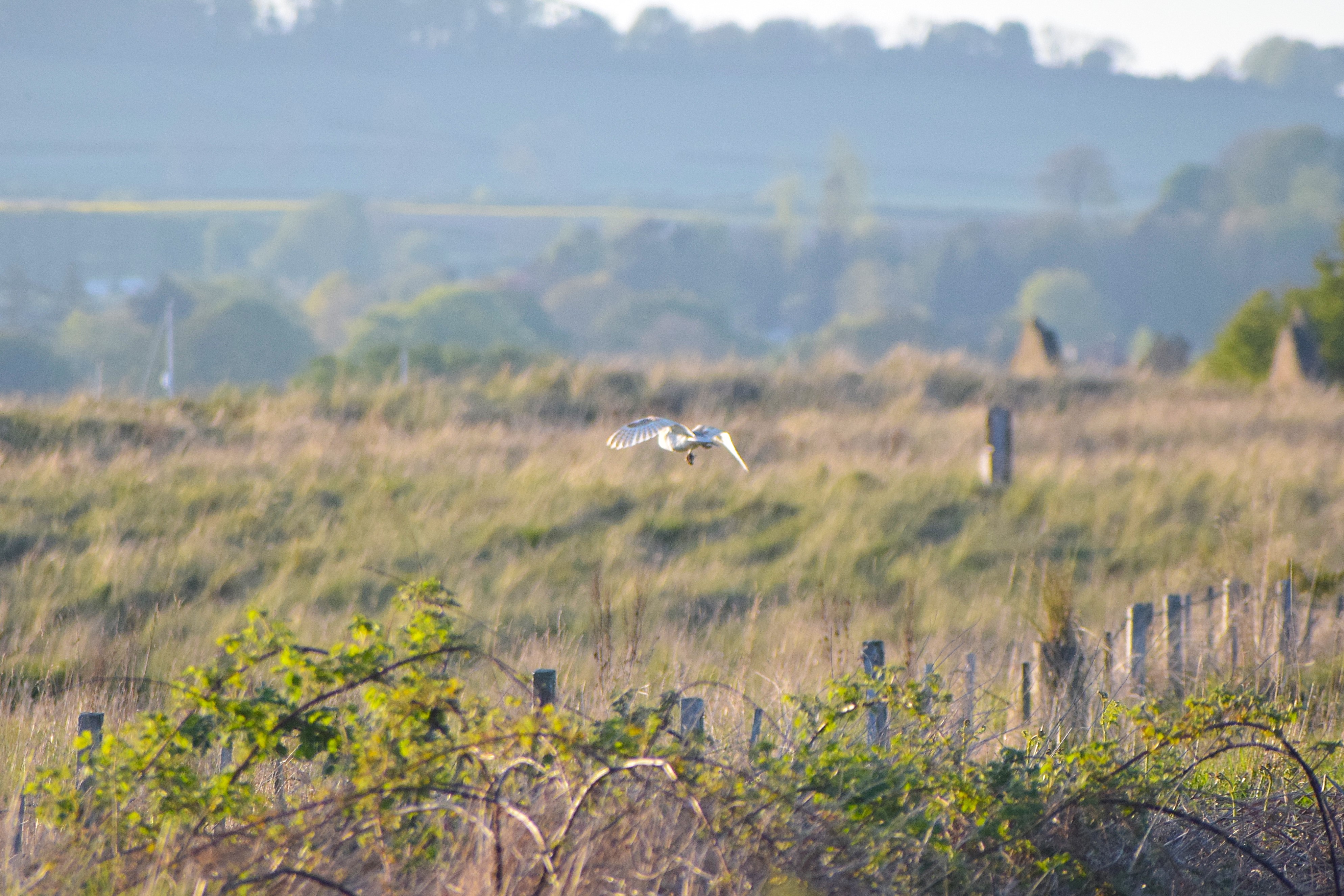 A Barn Owl catches a poor mouse :(