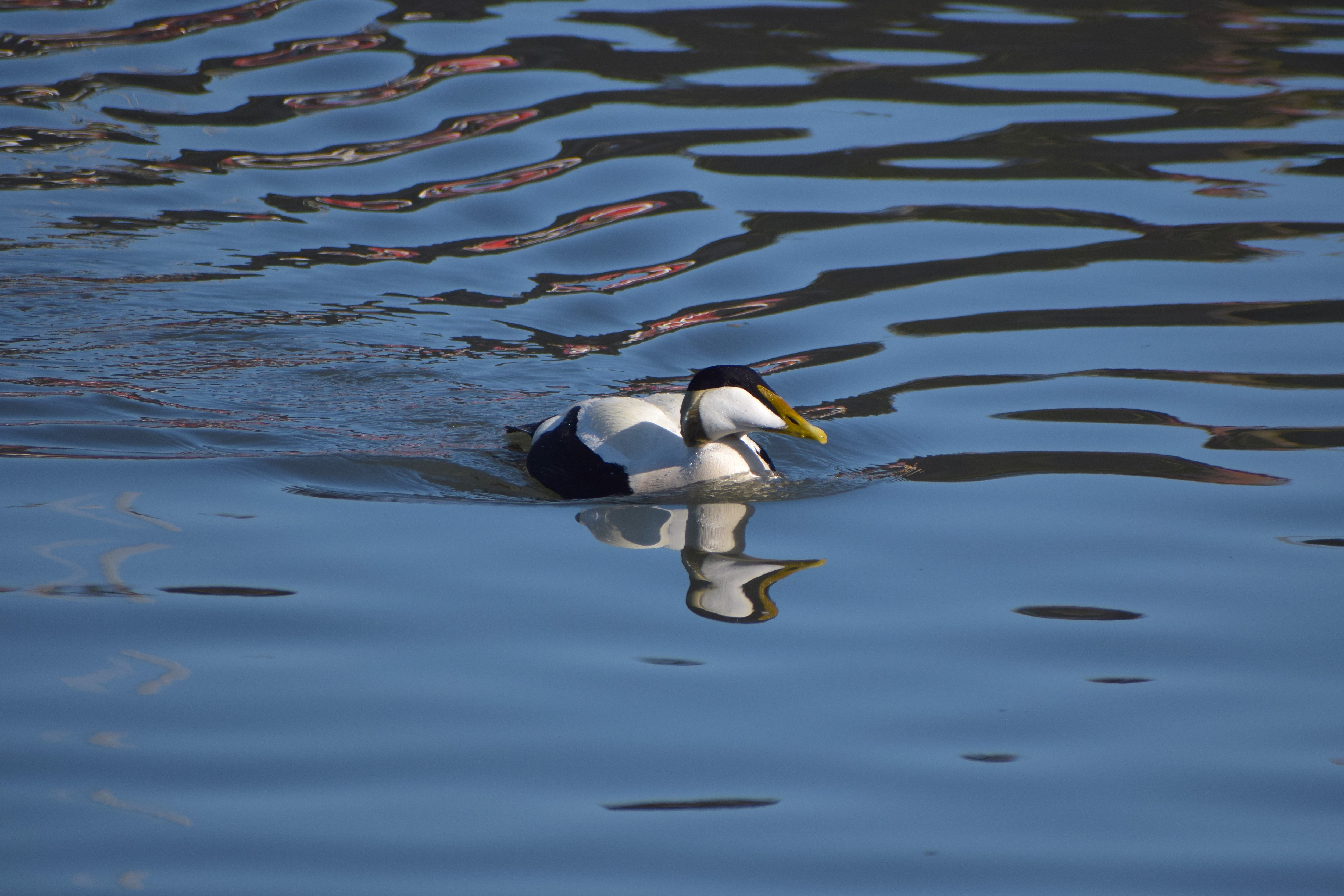 One of my best photos from the whole trip - a Common Eider at Seahouses Dock
