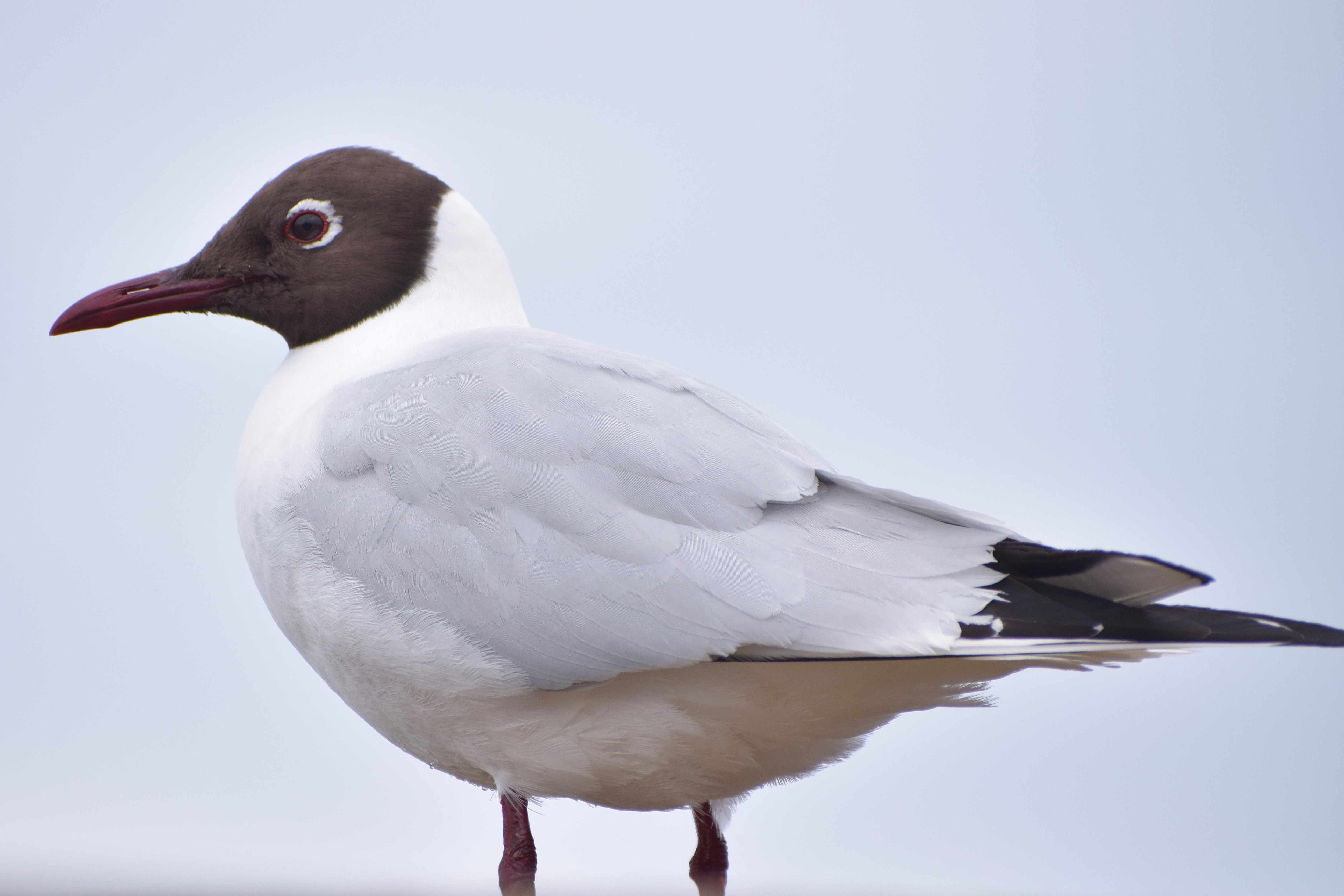 A very close up Black-headed Gull