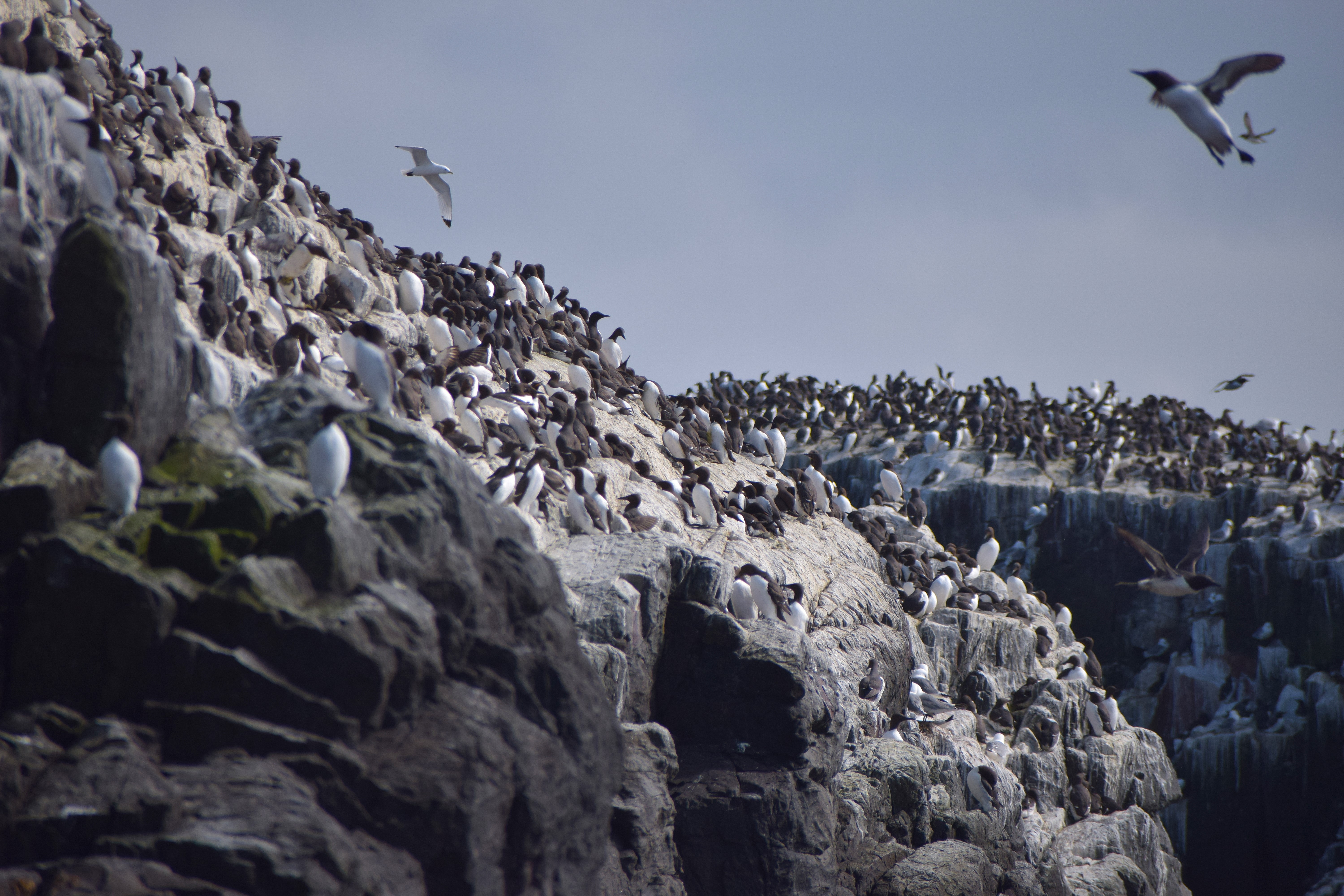 Thousands of birds nest on the Farne Islands