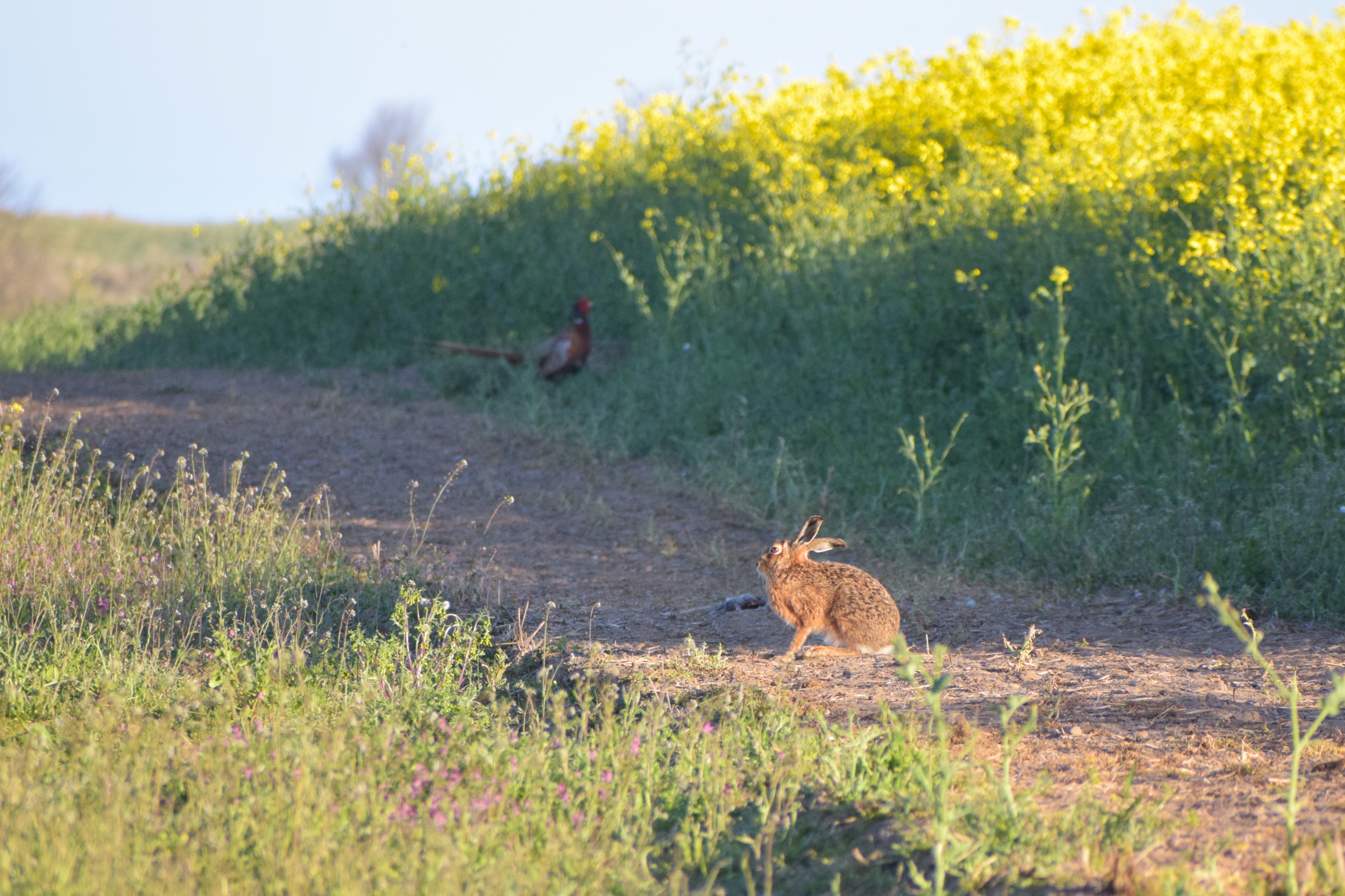 A Ring-necked Pheasant and a Eurasian Hare create a lovely country scene