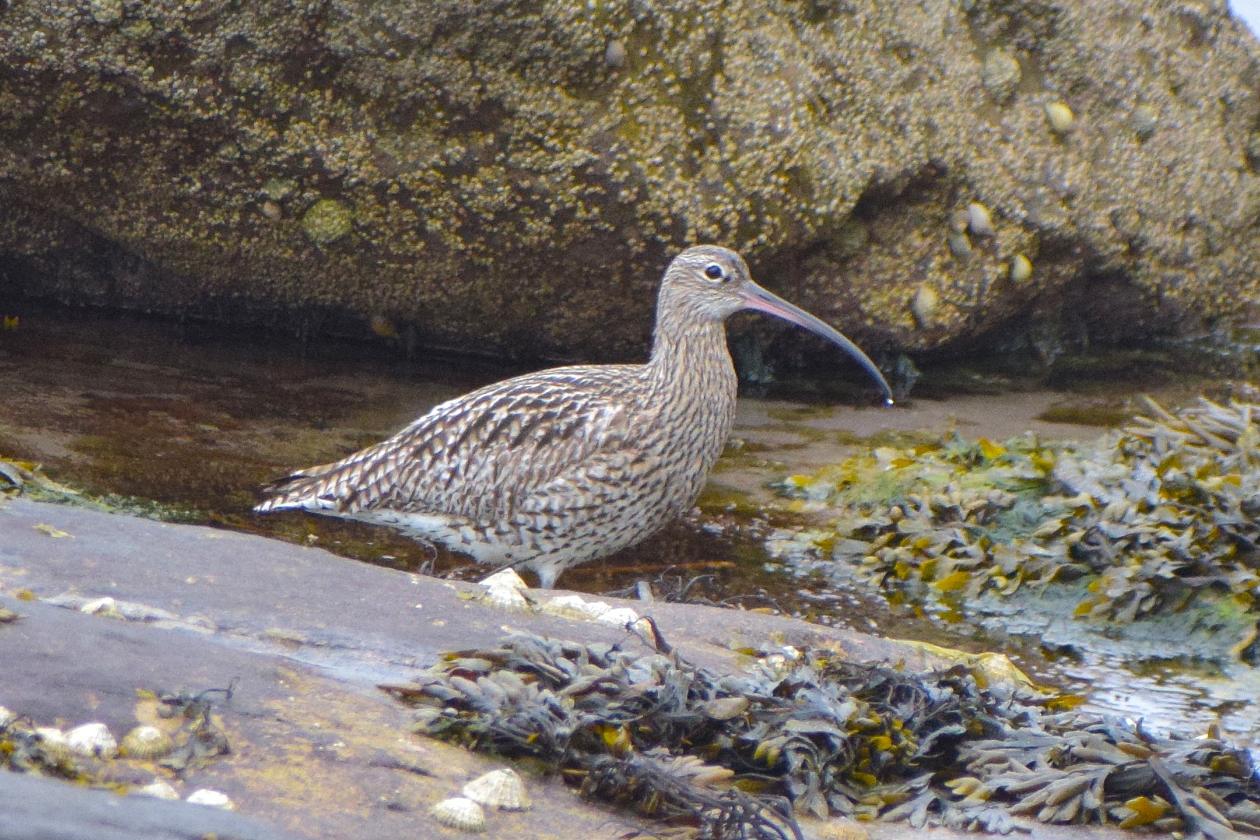 A Eurasian Curlew, taken from the promenade at Seahouses