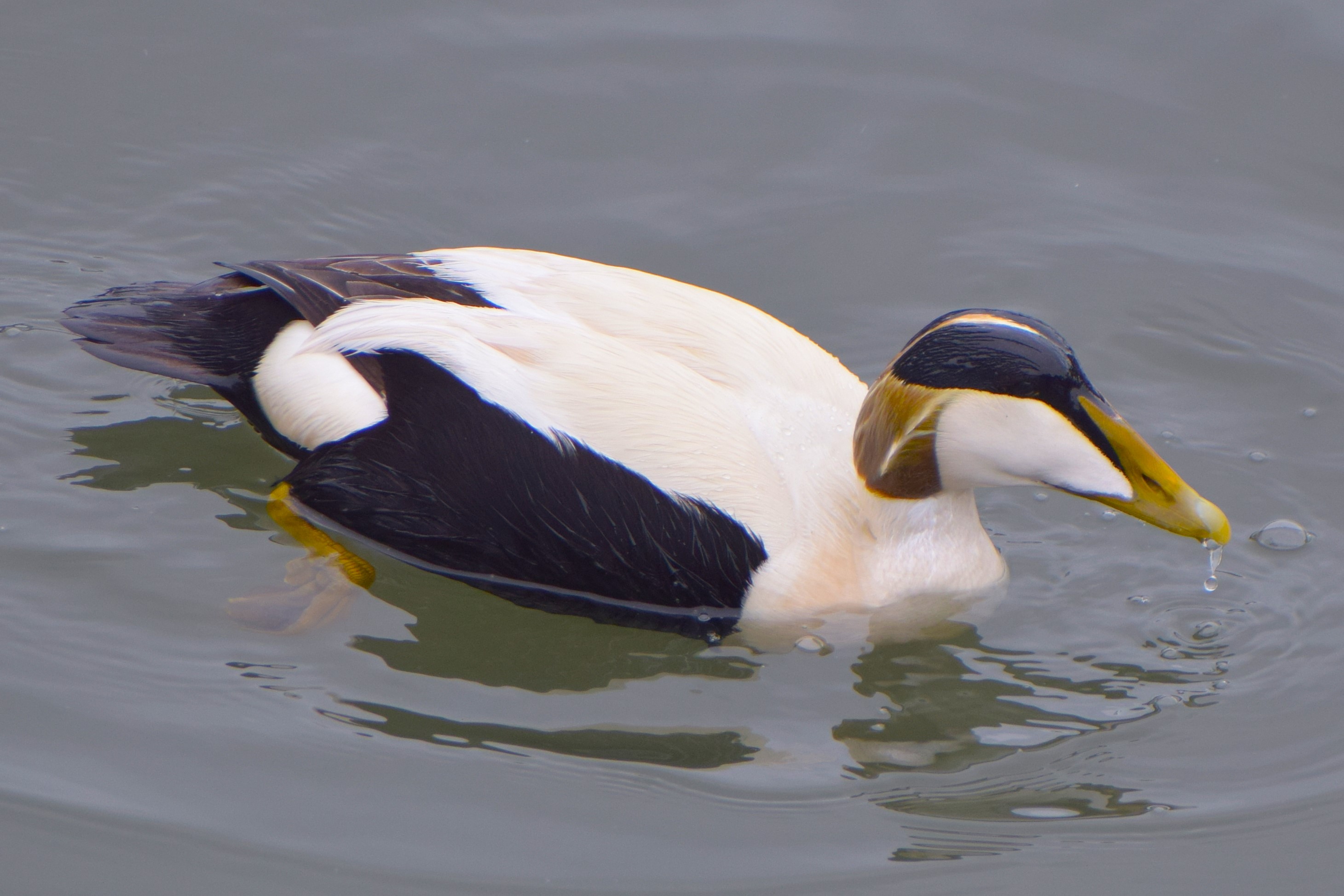 A close-up of a Common Eider