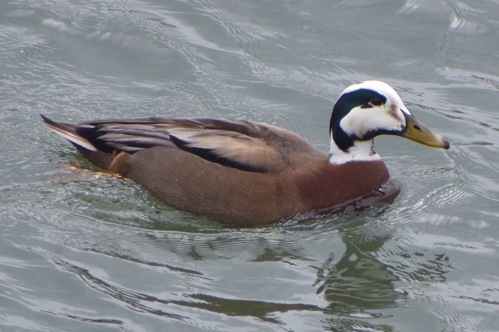Eider-Mallard hybrid in the Seahouses docks