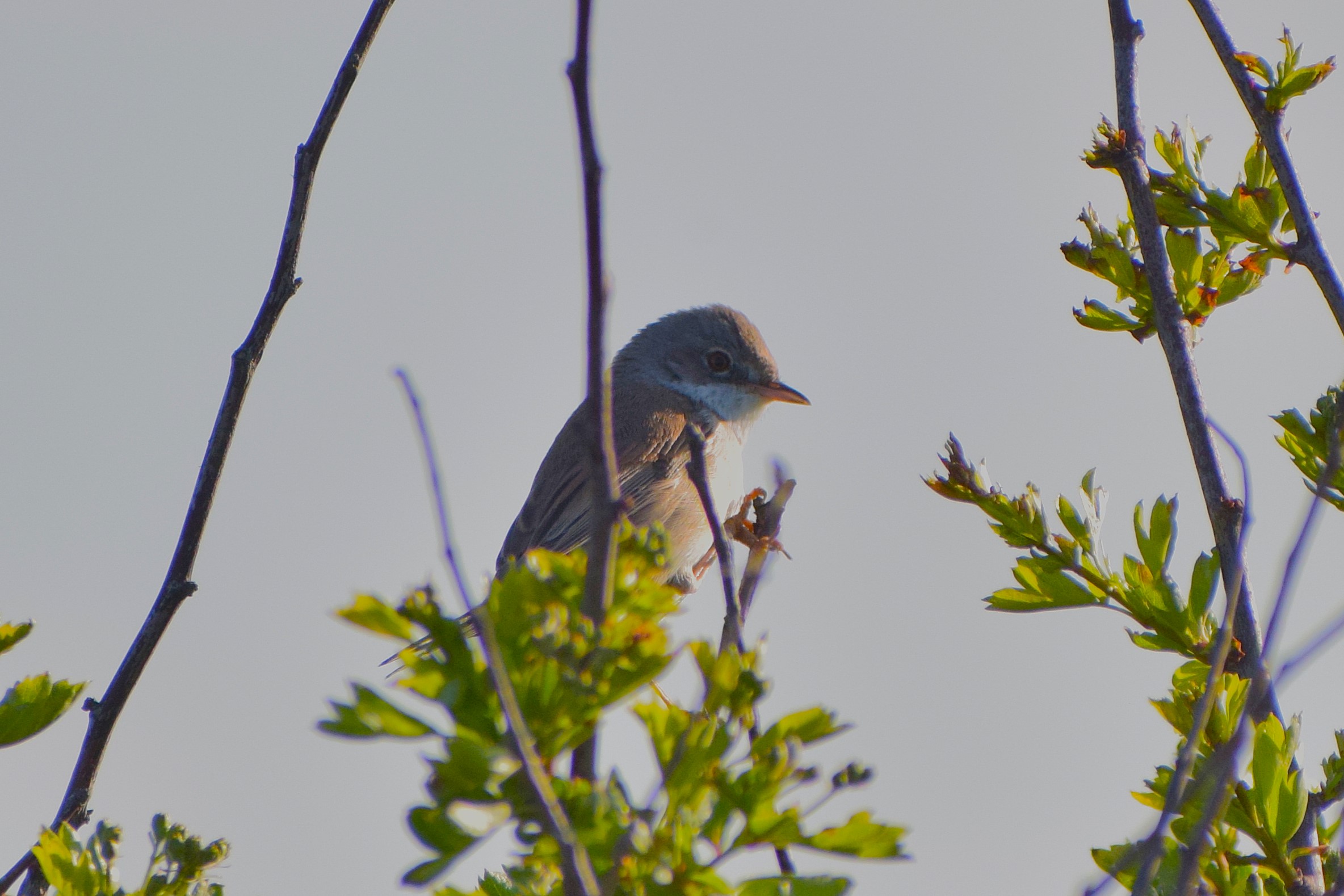 A Greater Whitethroat, actually seen the day earlier, but I put it here instead