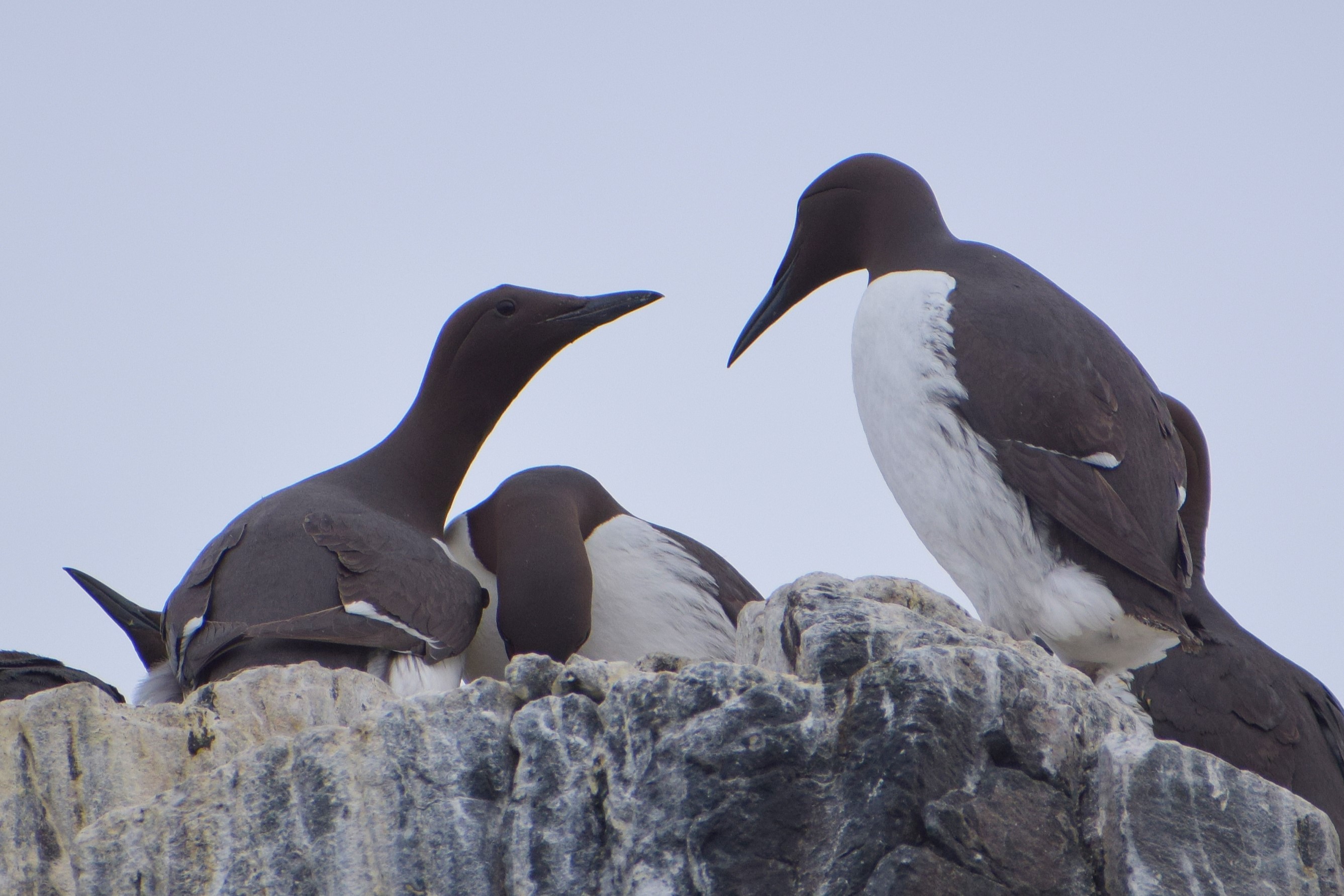 A nesting pair of Guillemots