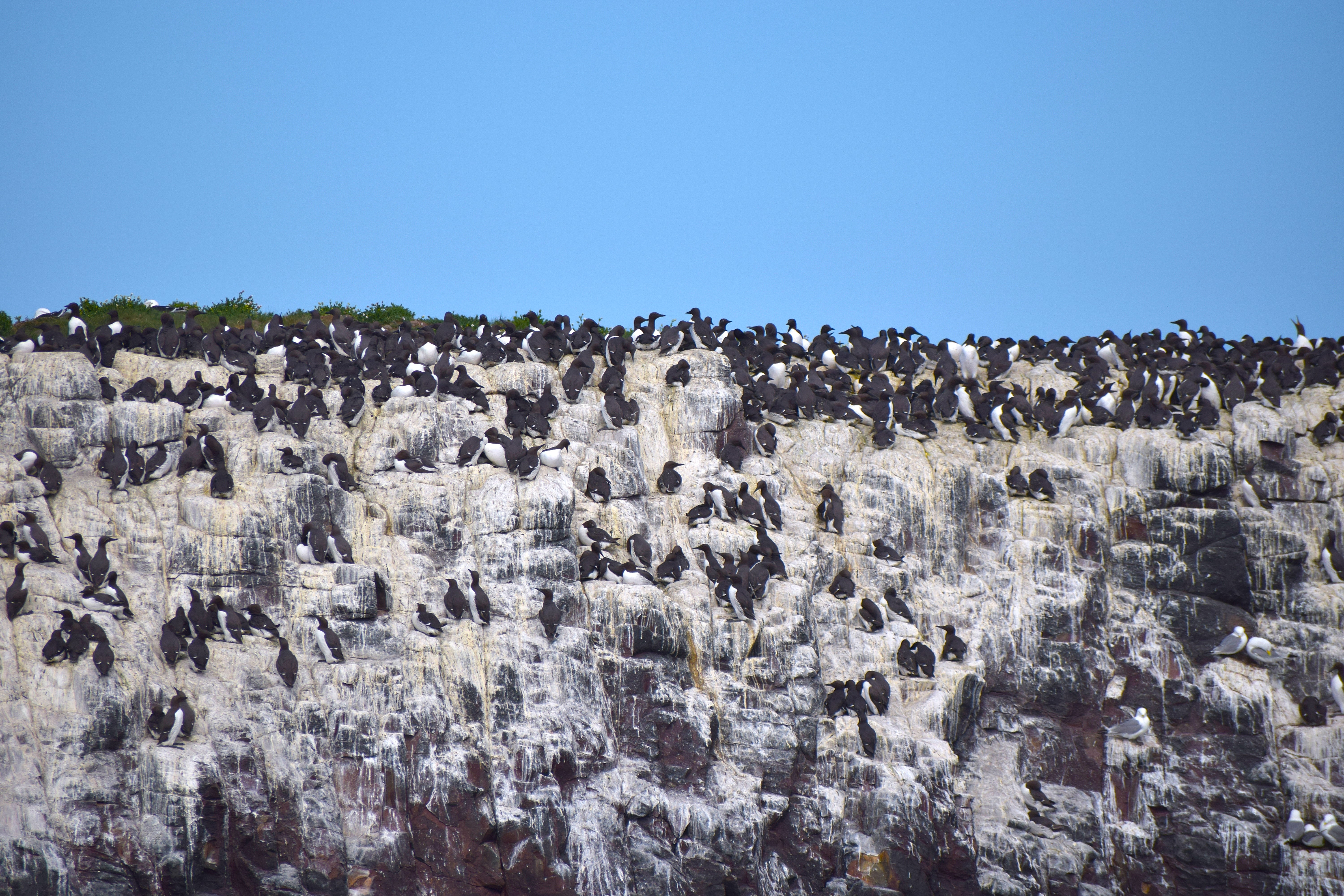 Nesting Guillemots on the side of Farne Island