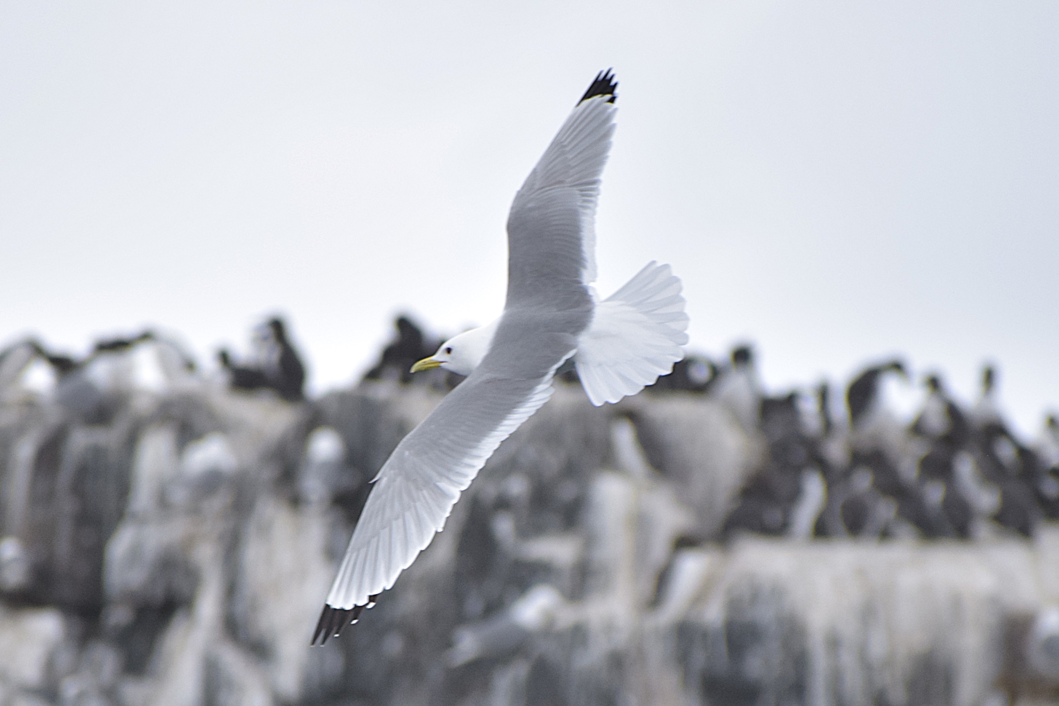 A Kittiwake soars
