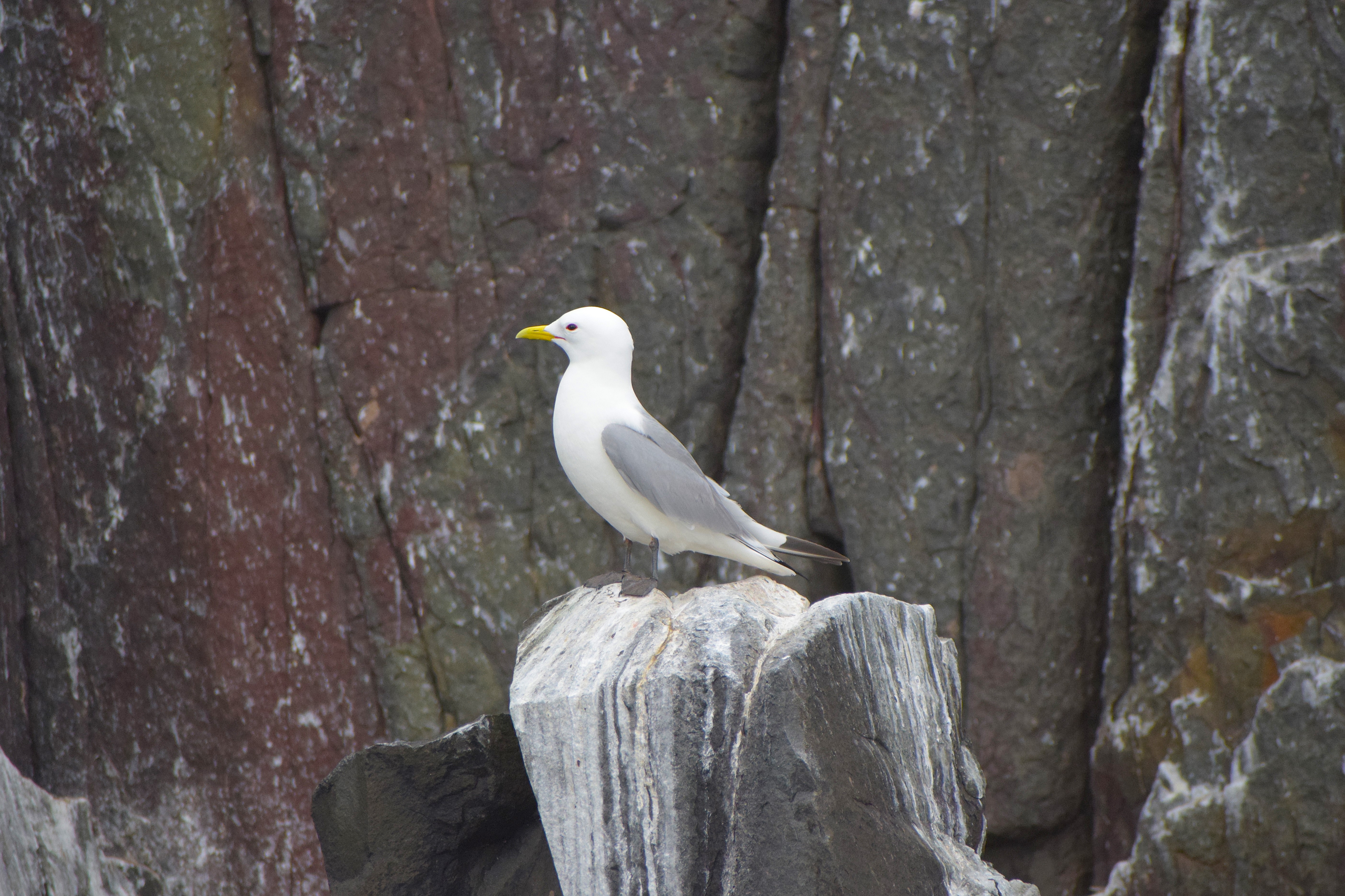A Kittiwake perched upon a rock