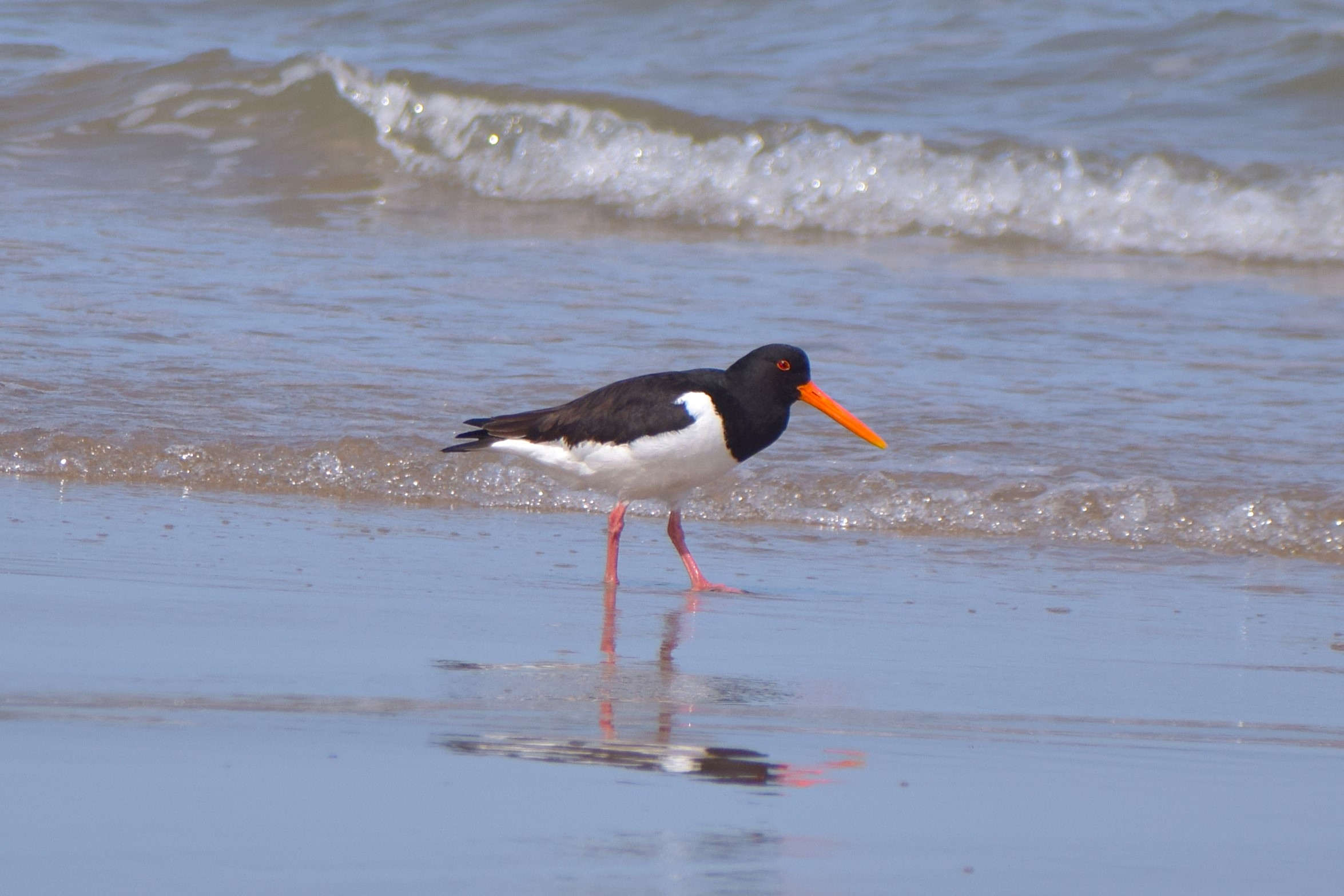My best photo of a Eurasian Oystercatcher yet