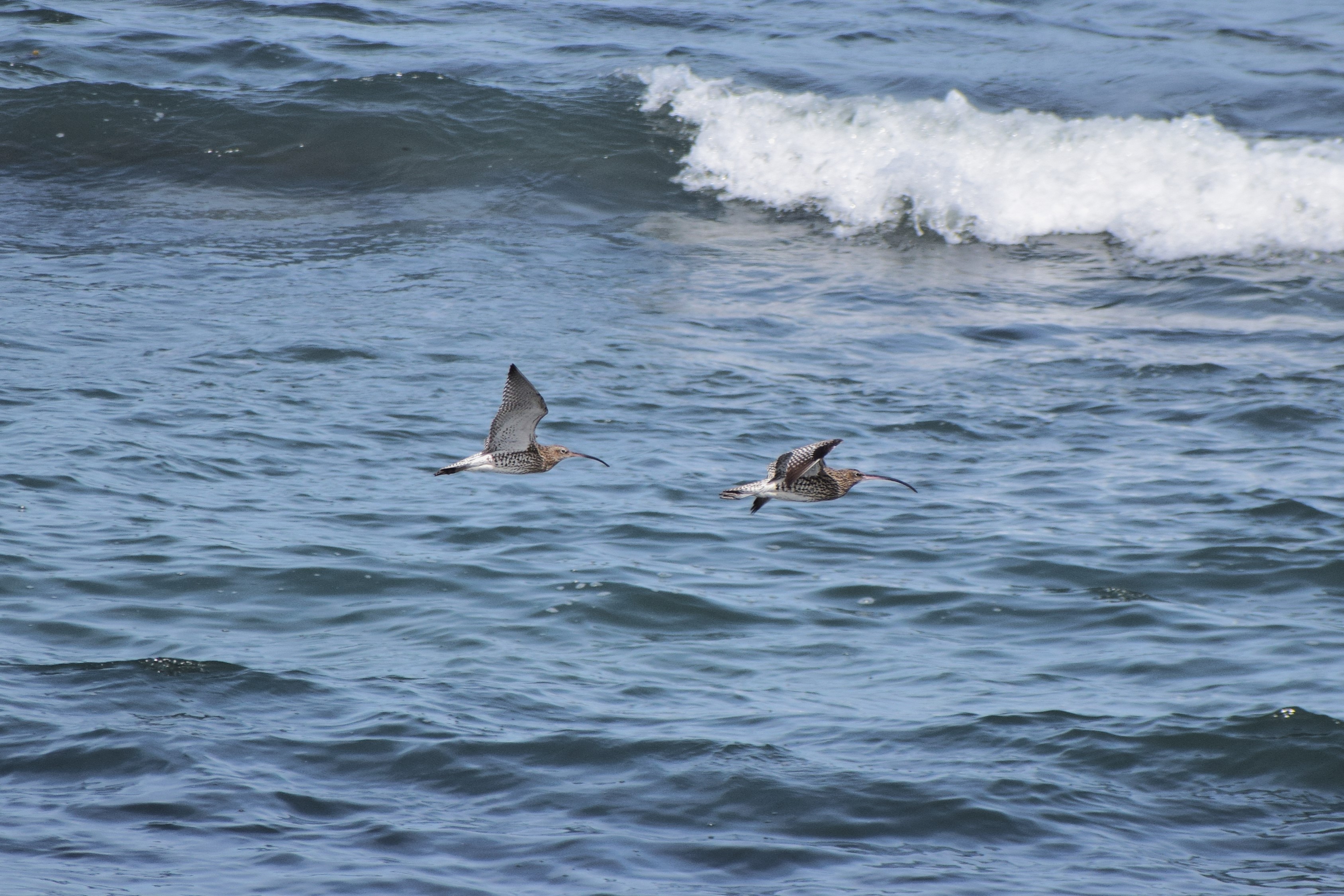 A pair of Curlews flying over the waves of the Northumbrian Coast