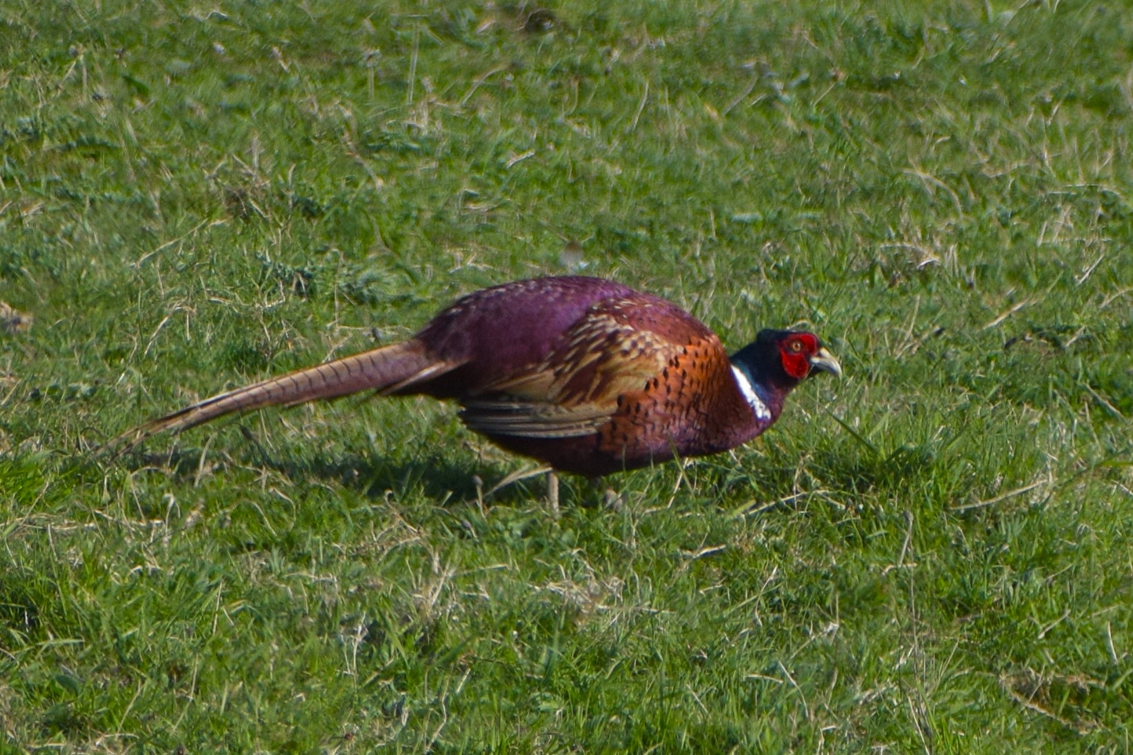 A close-up of a Ring-Necked Pheasant - a native British bird species