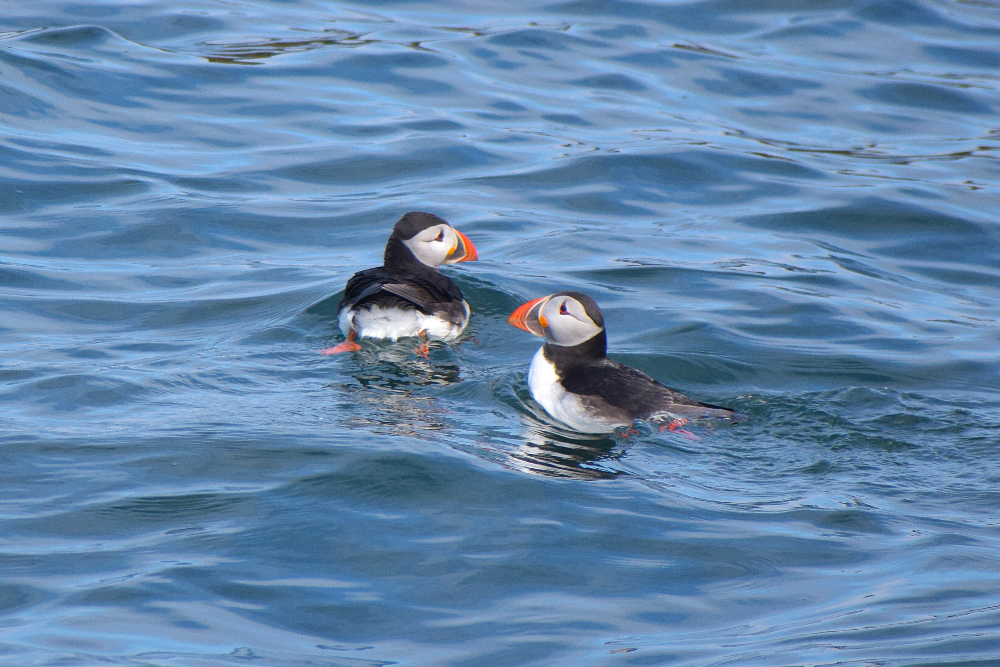 A pair of Puffins amongst the waves