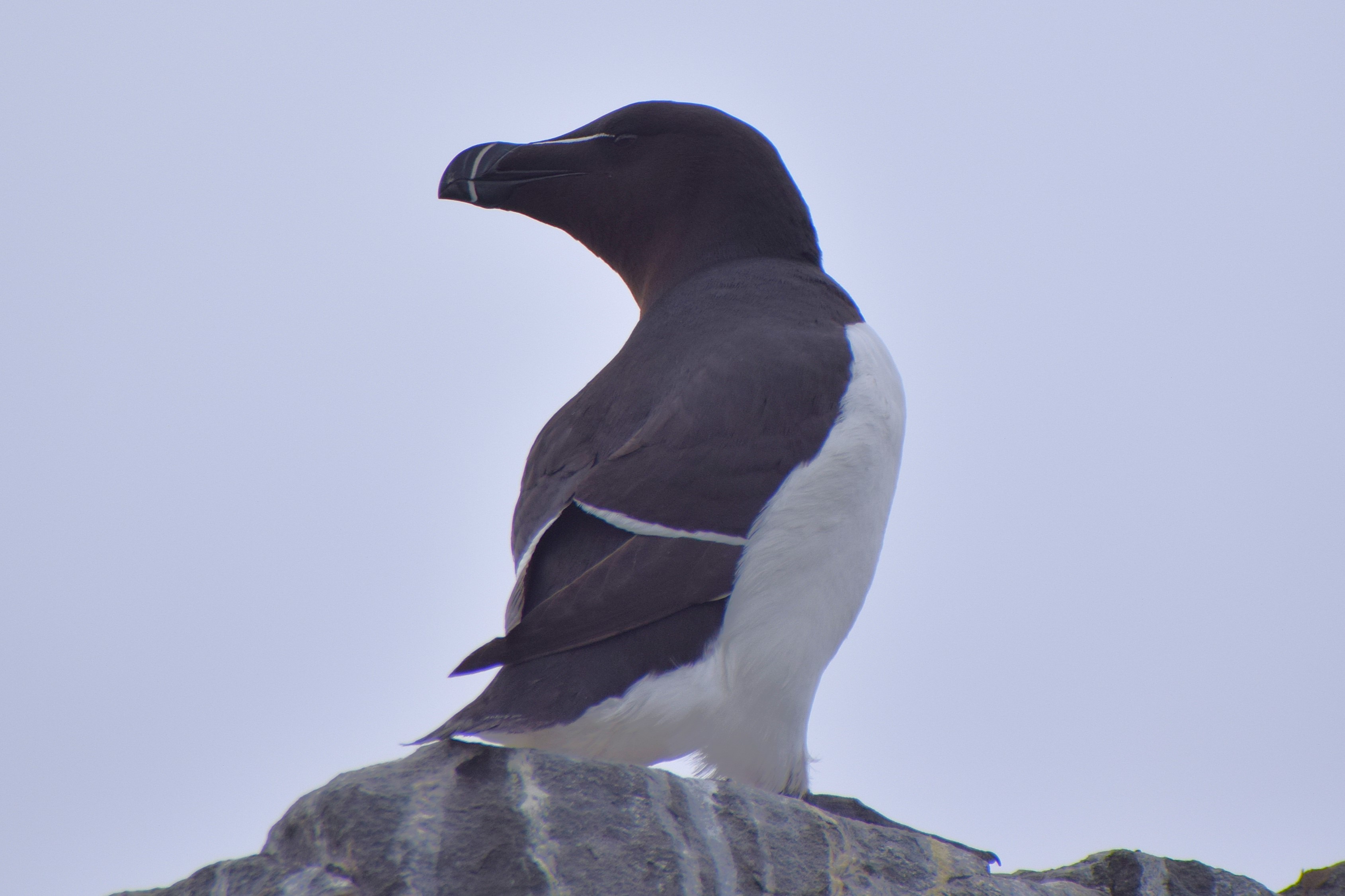An enigmatic Razorbill