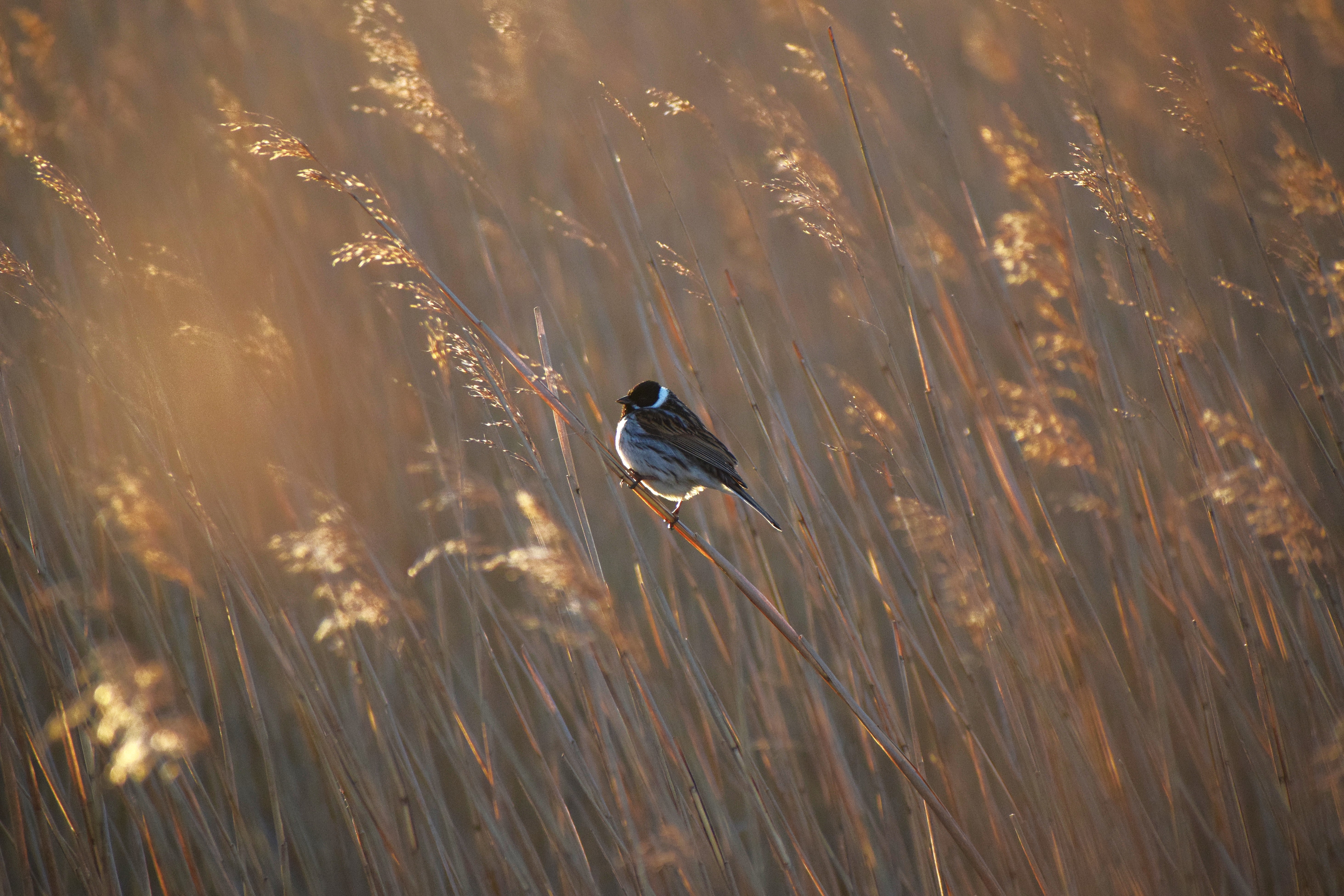 Probably my favourite photo of the whole trip - a Reed Bunting lit by the setting Sun