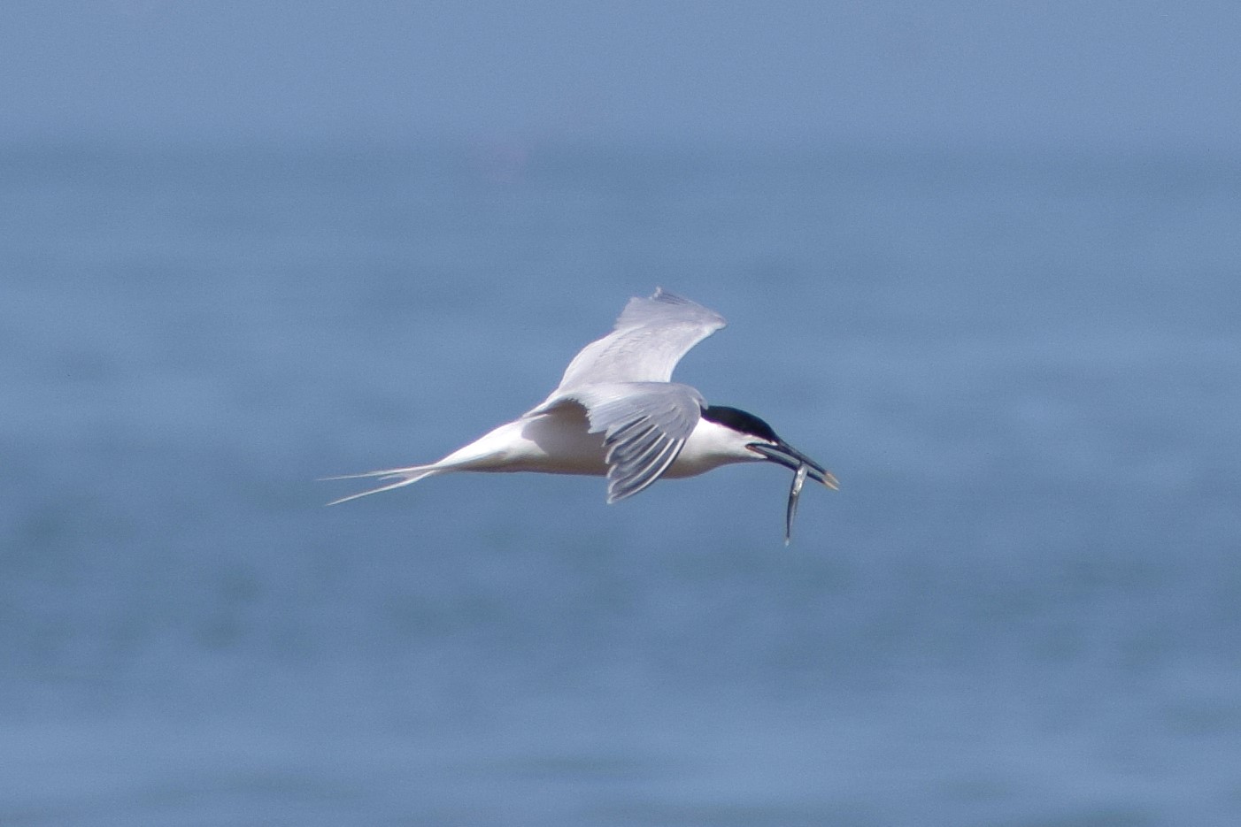 A close-up image of another Sandwich Tern, with another Sardine