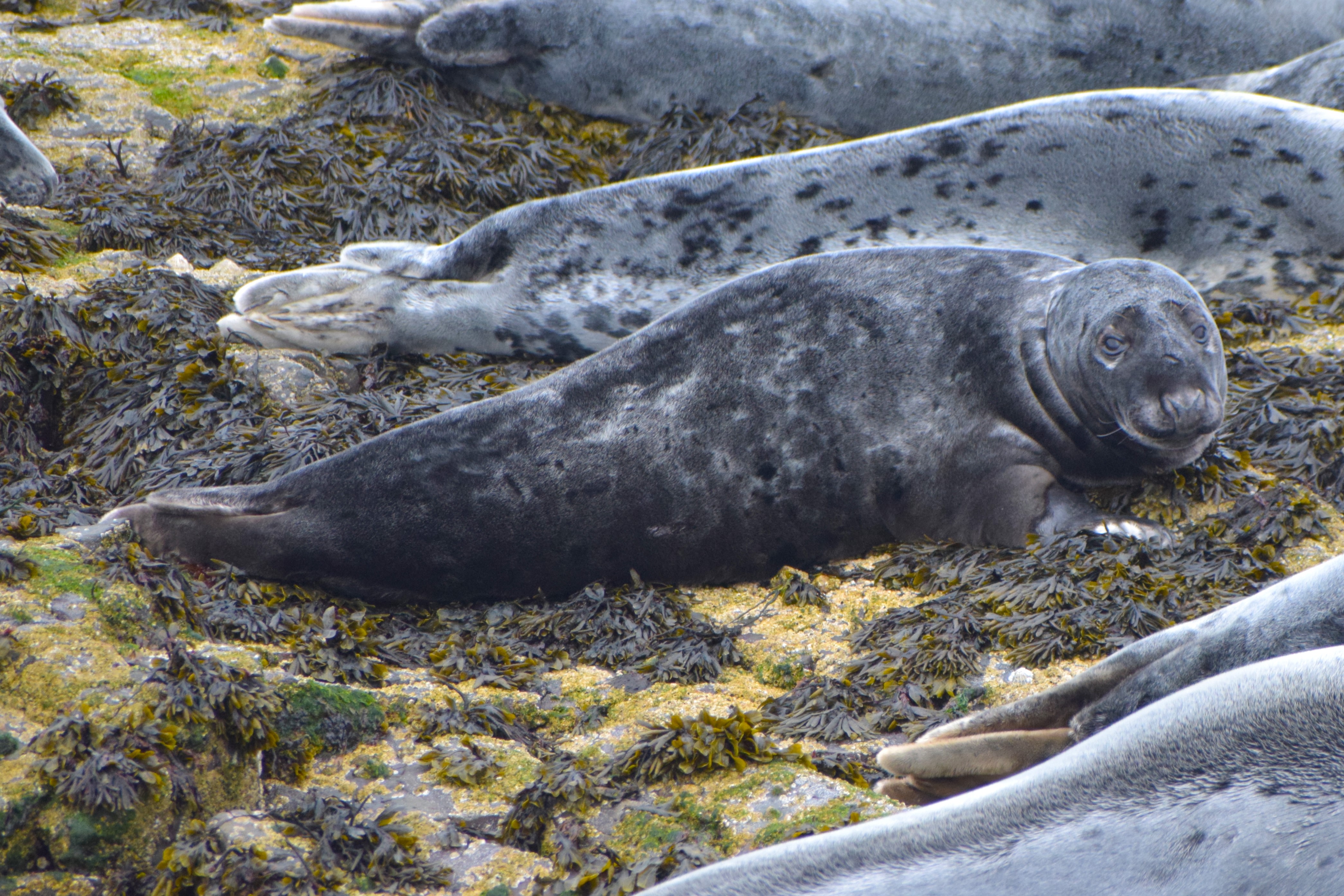 A young Grey Seal