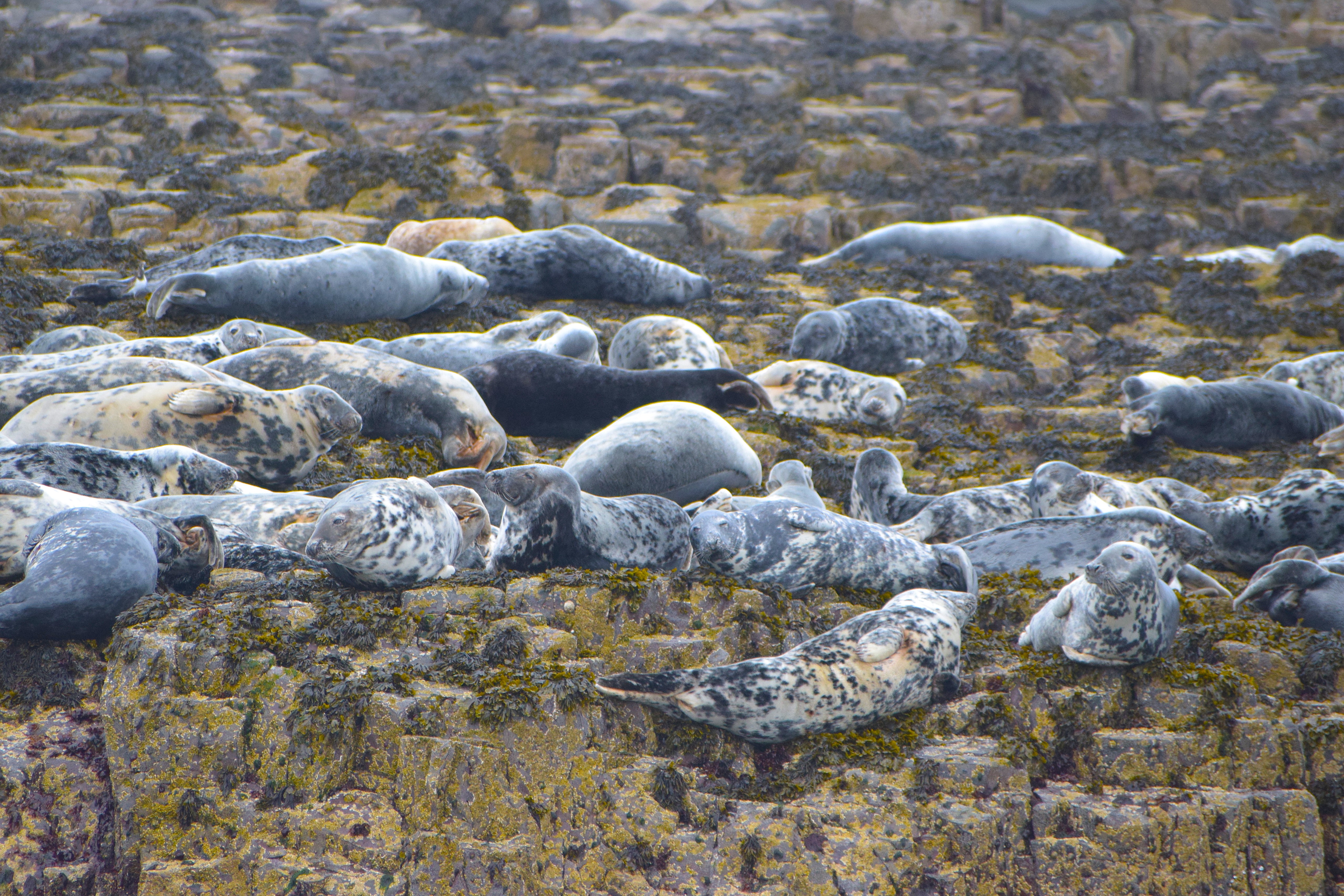 Group of Grey Seals