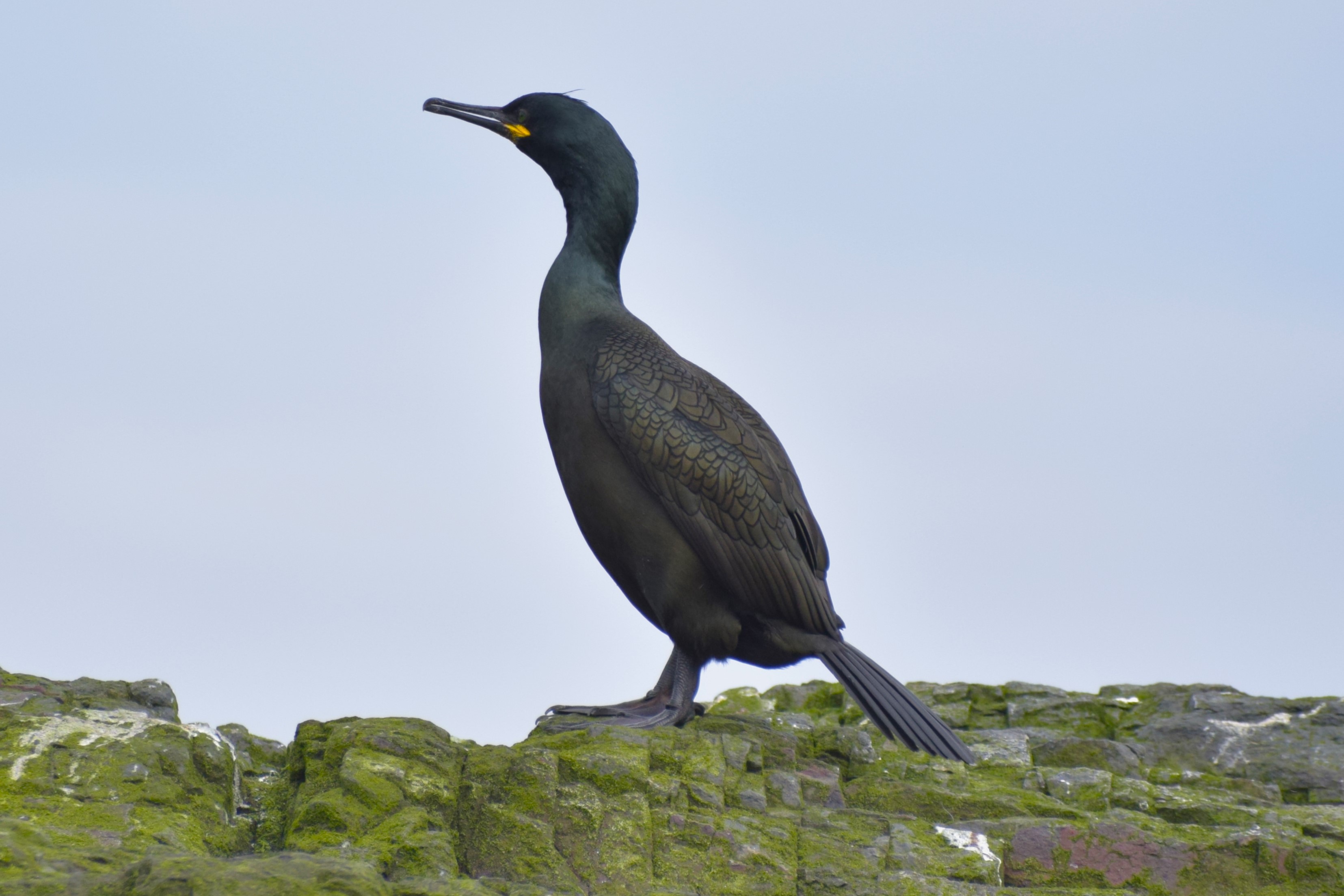 A Common Shag, yes, that is the name of this bird