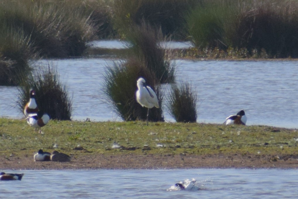 A more unusual sight - a Eurasian Spoonbill, photographed from afar!