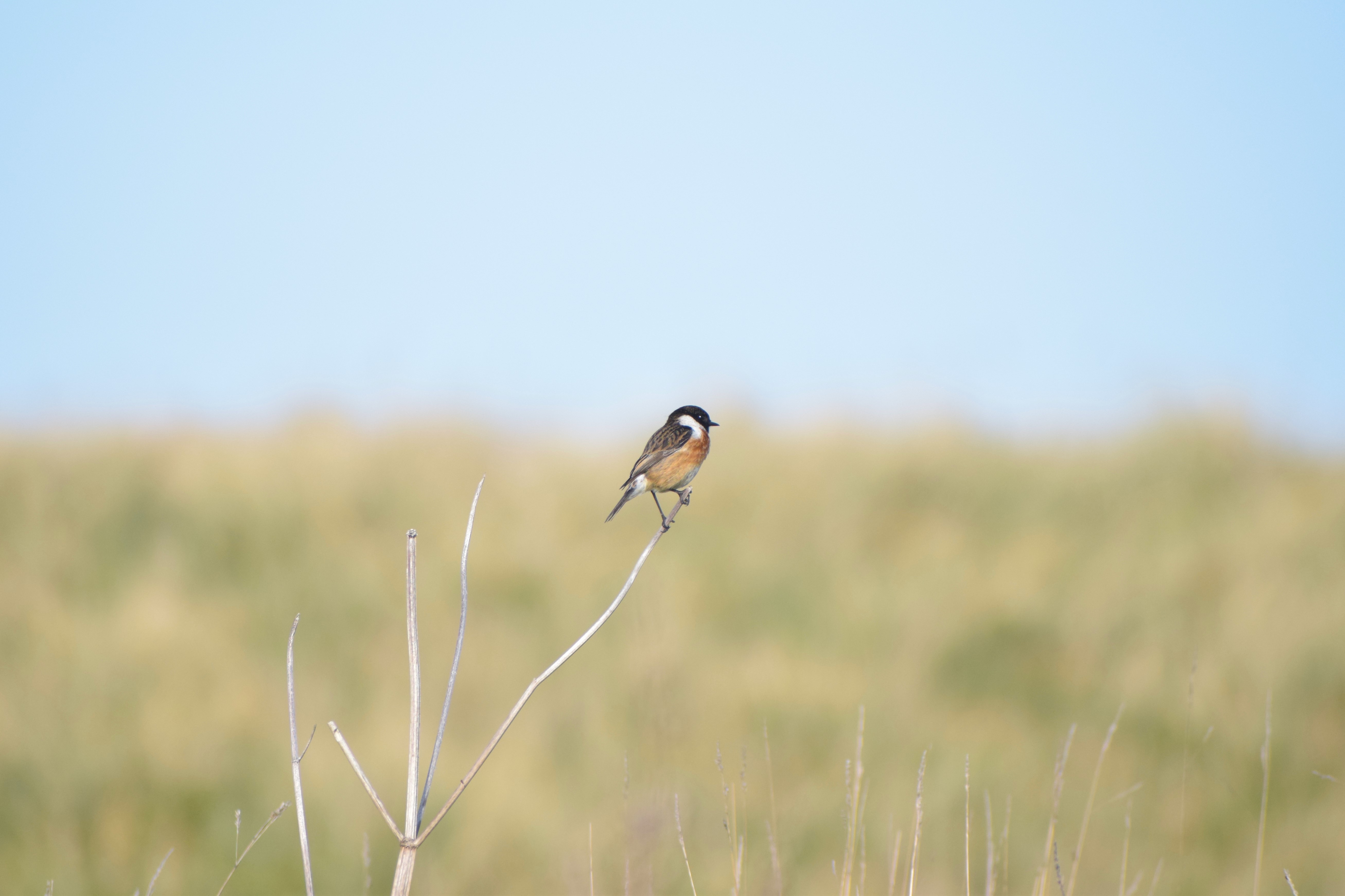 A Stonechat perched atop a branch
