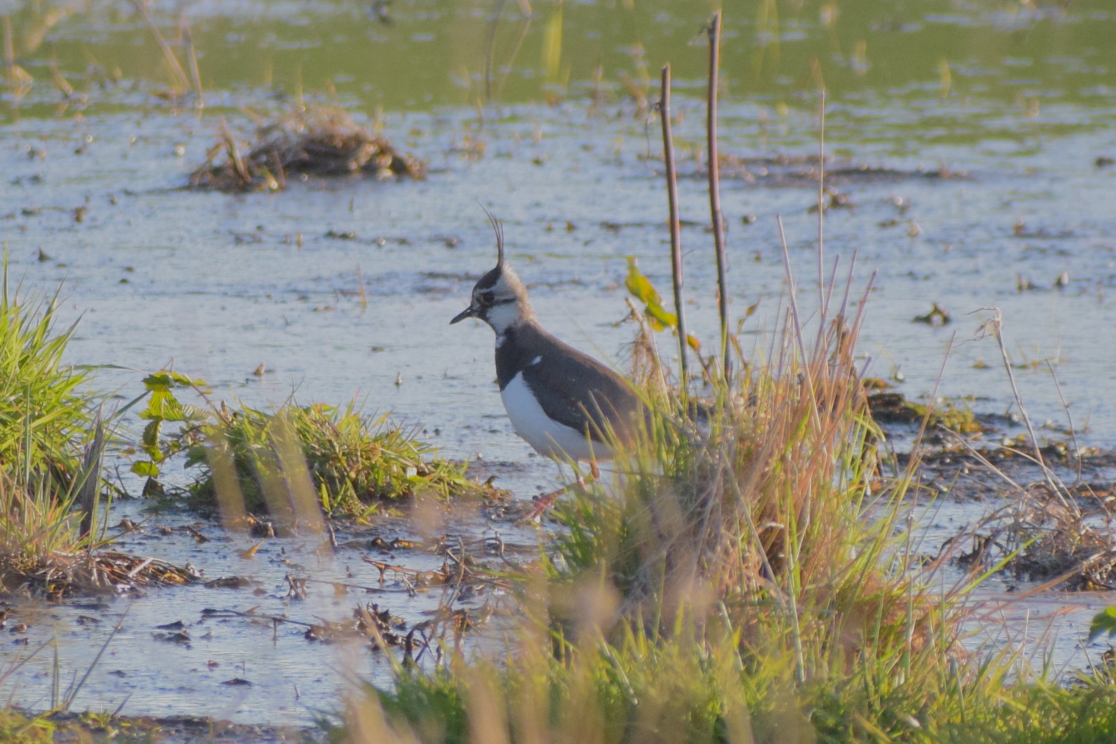 A Lapwing hides amongst the reedbeds of a marsh