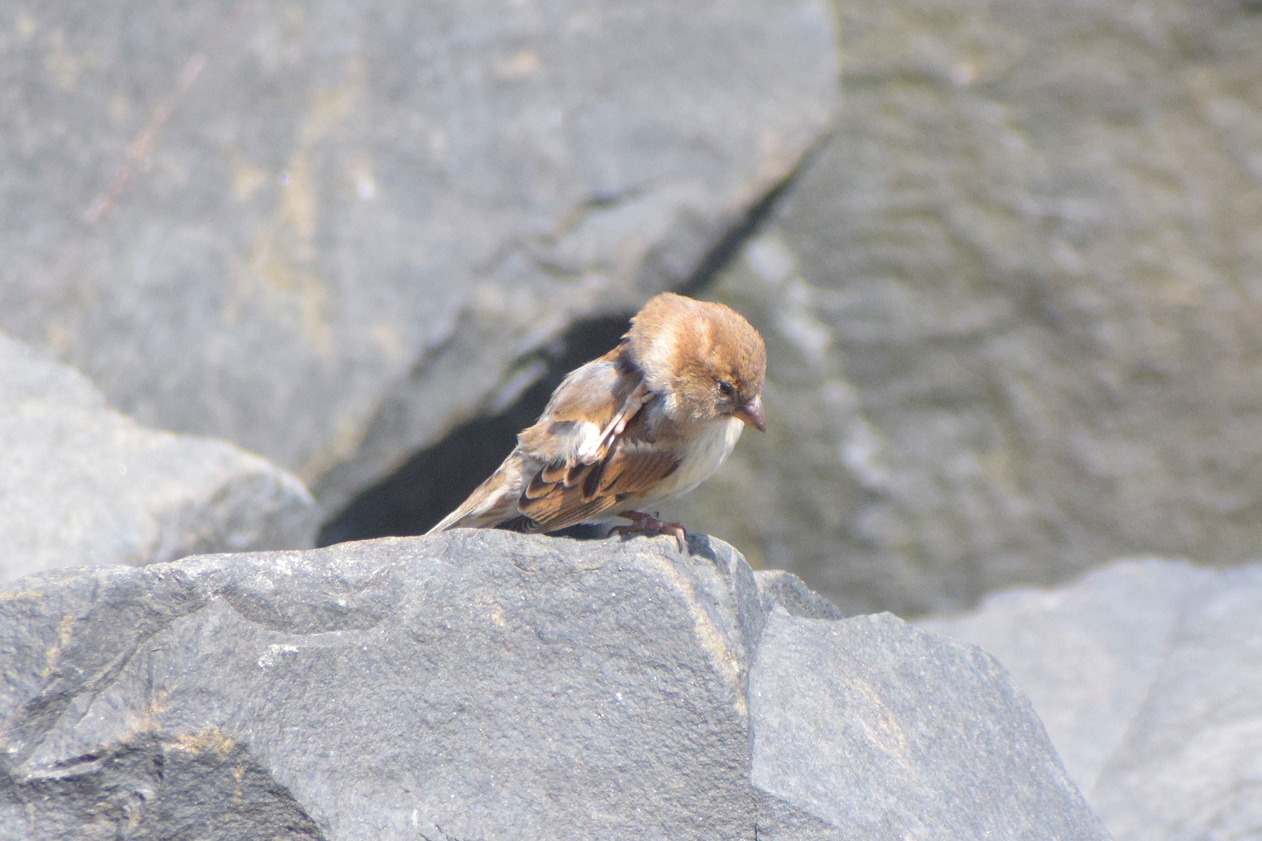 A juvenile House Sparrow (I think), perched atop a rock