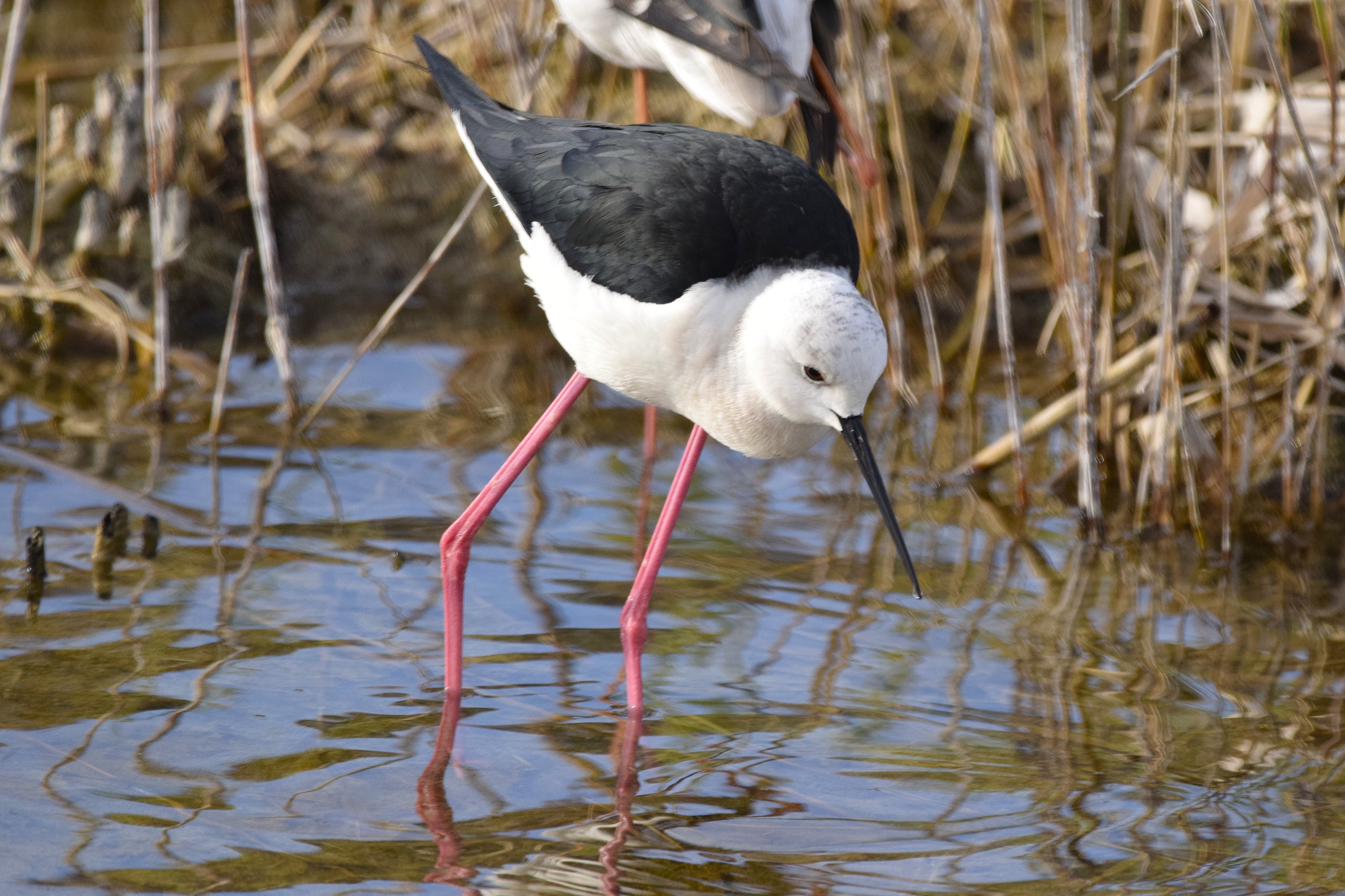 Black-winged Stilt at Alicante, Spain