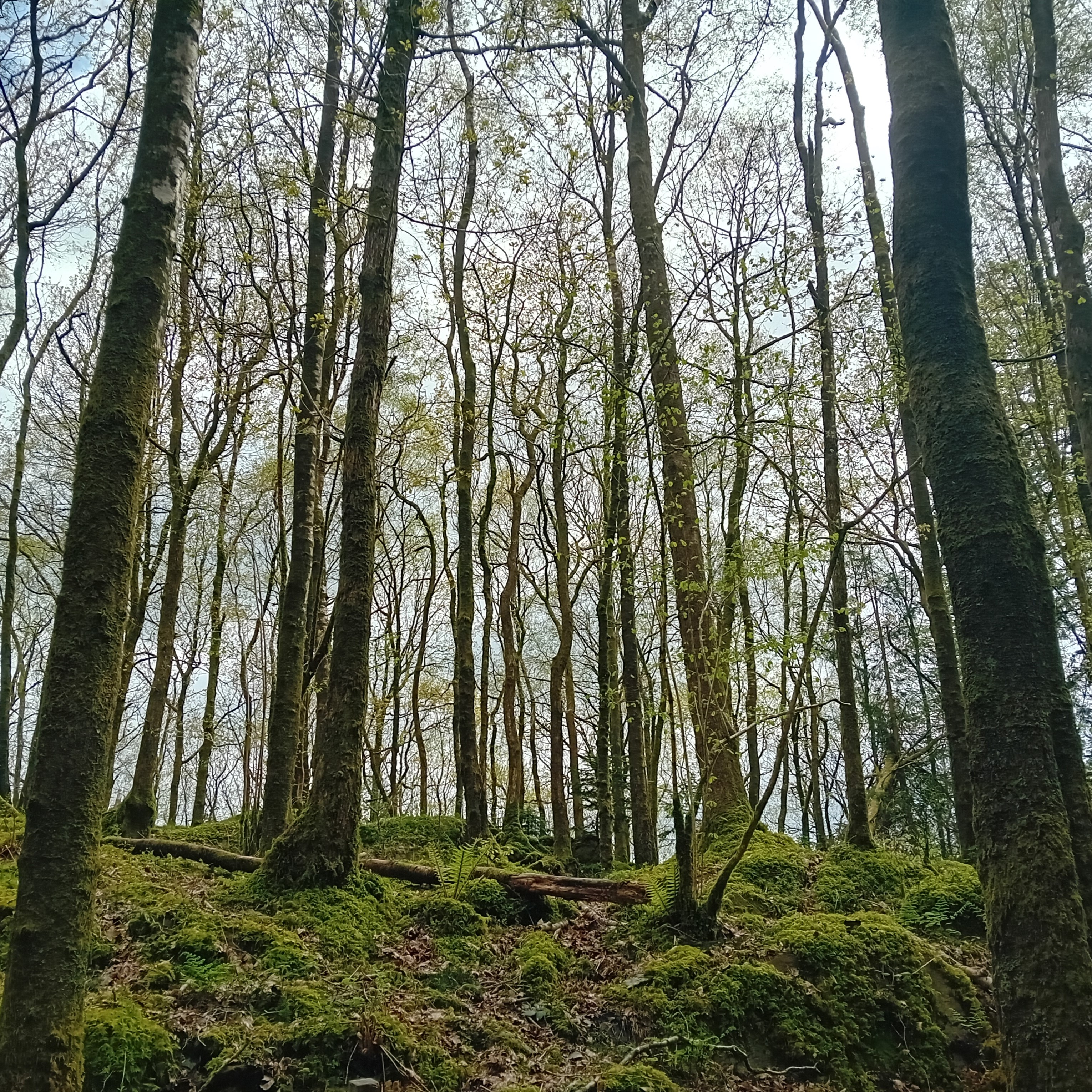 Grizedale Forest