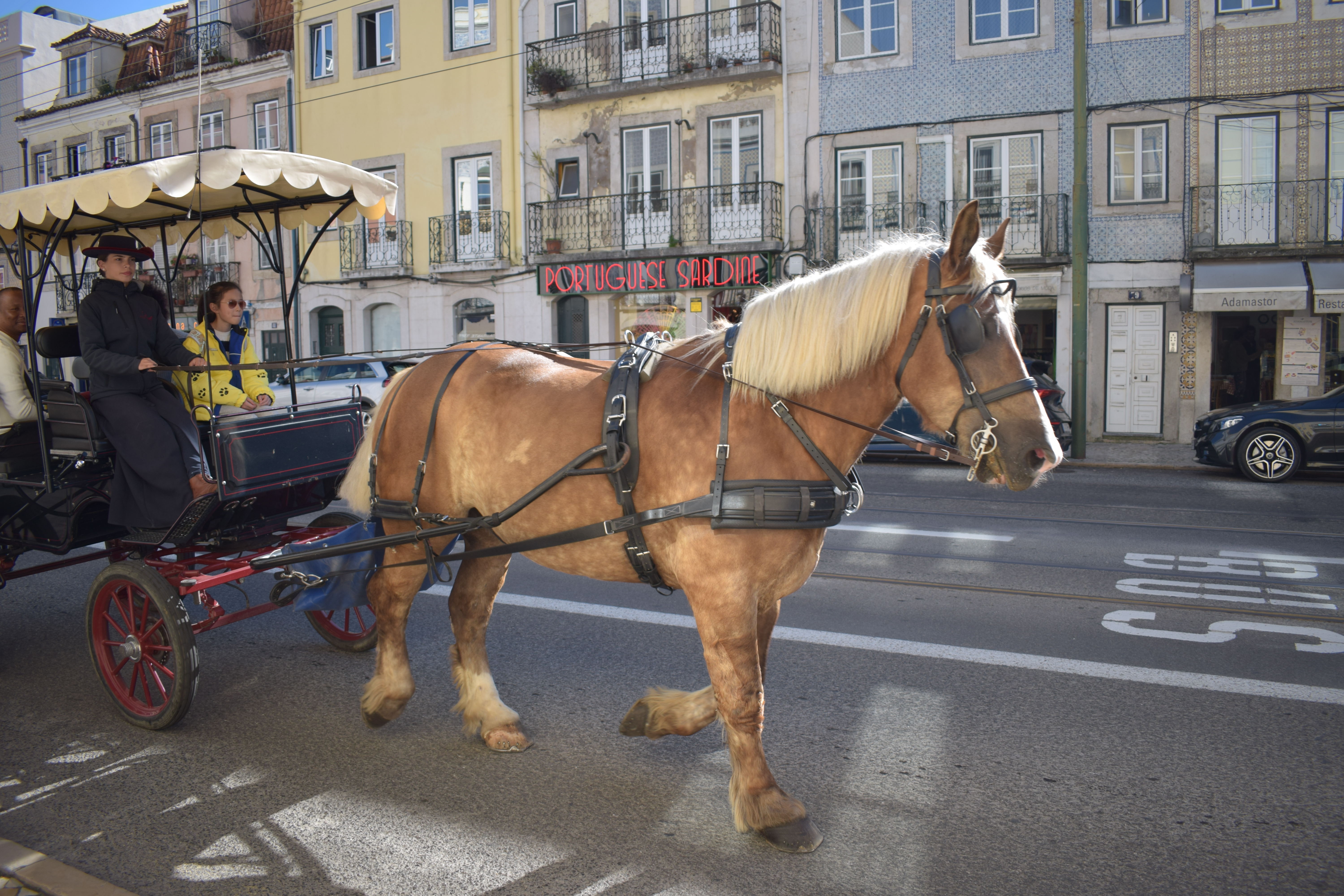 Horse-drawn carriage