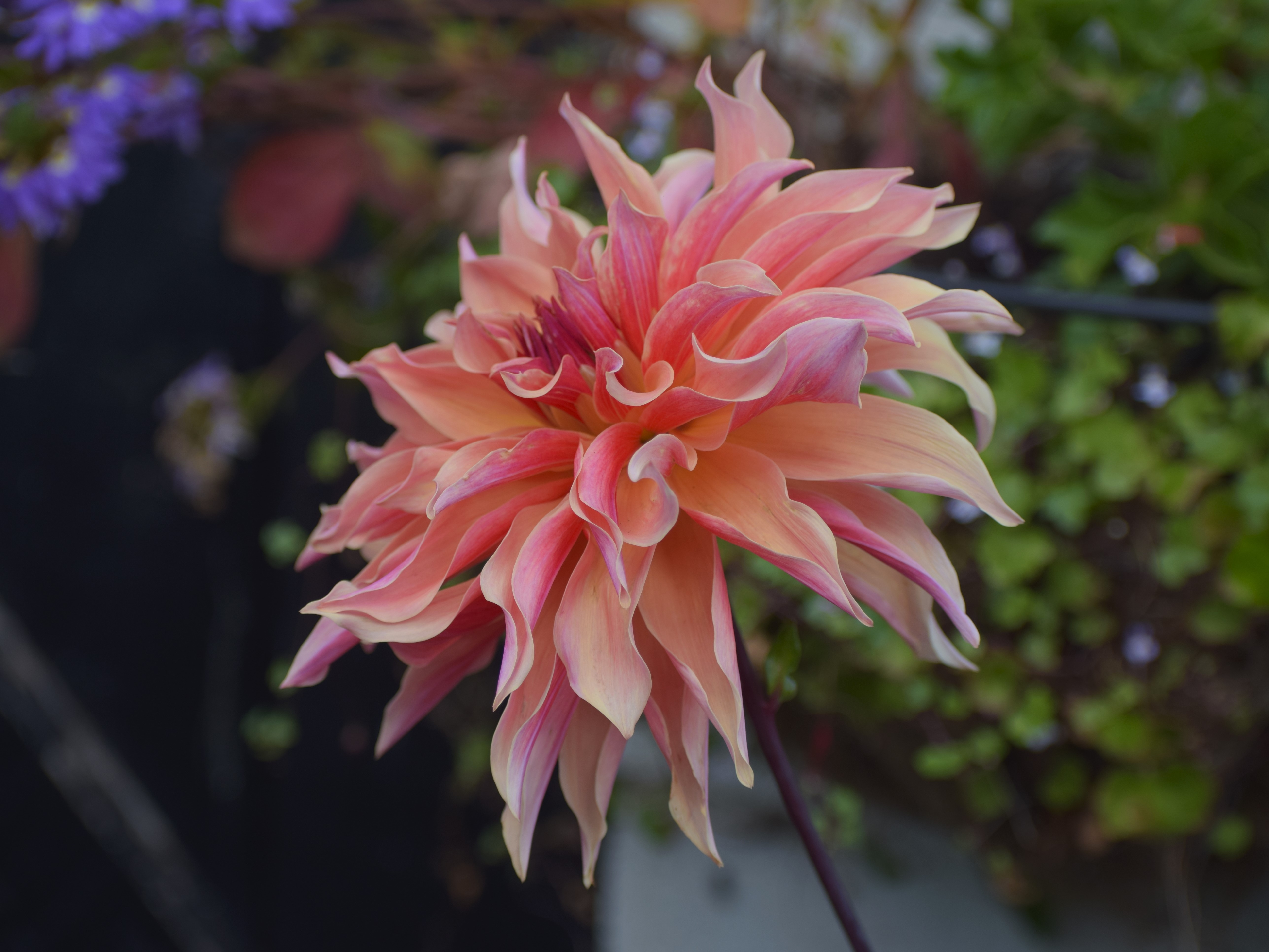 Dahlia flower, Widnes