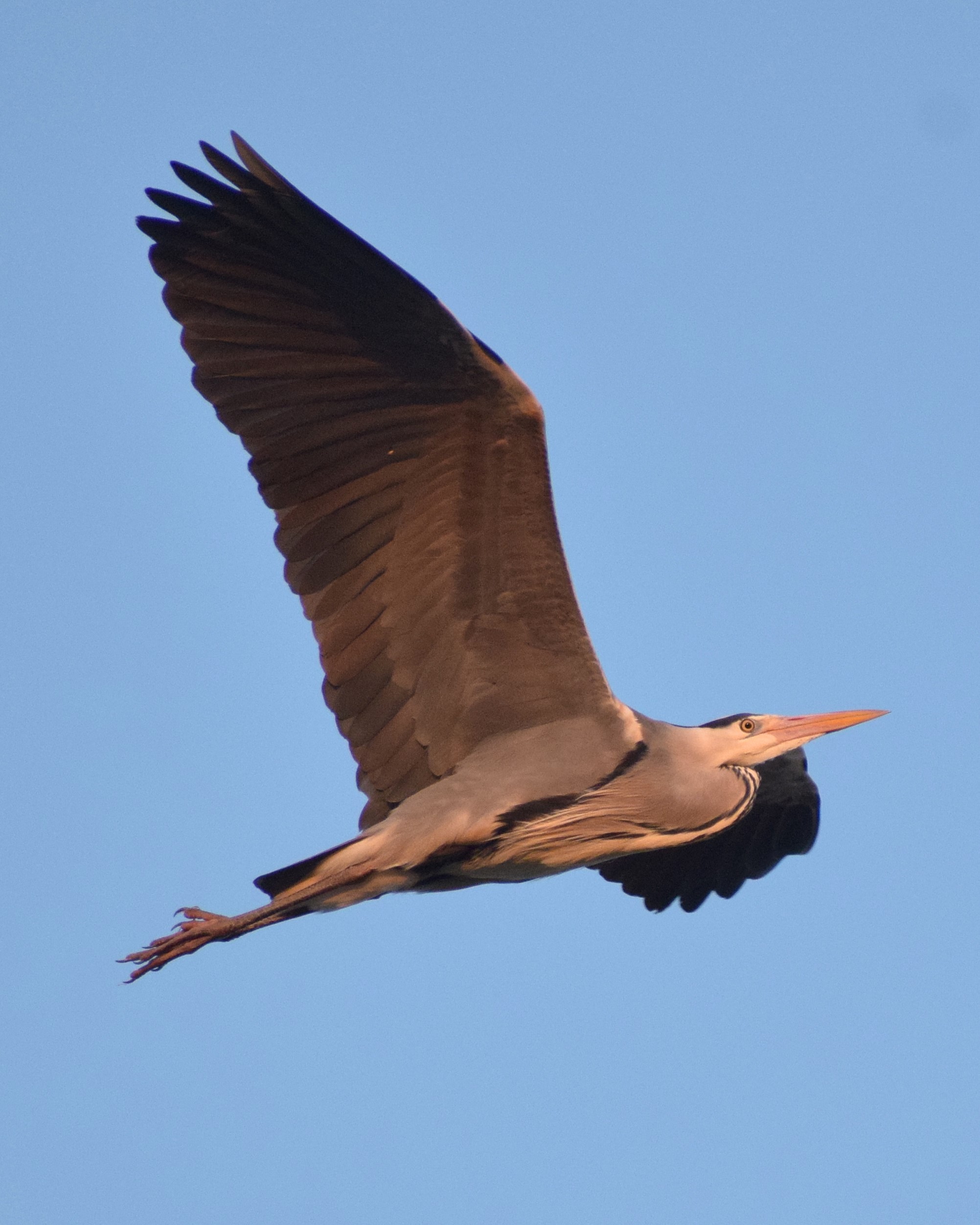 Grey Heron, at Lancaster Canal.