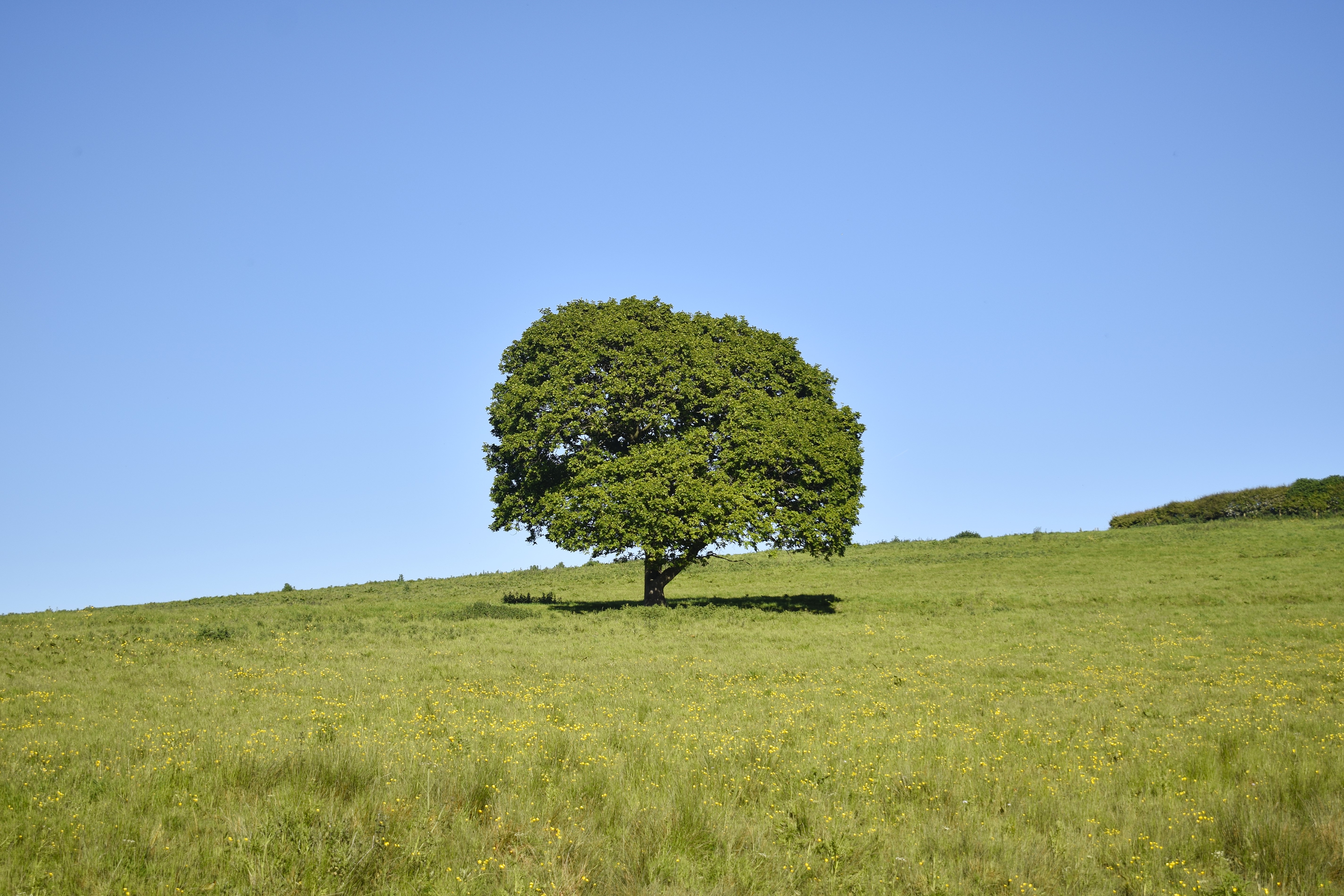 English Oak, Galgate