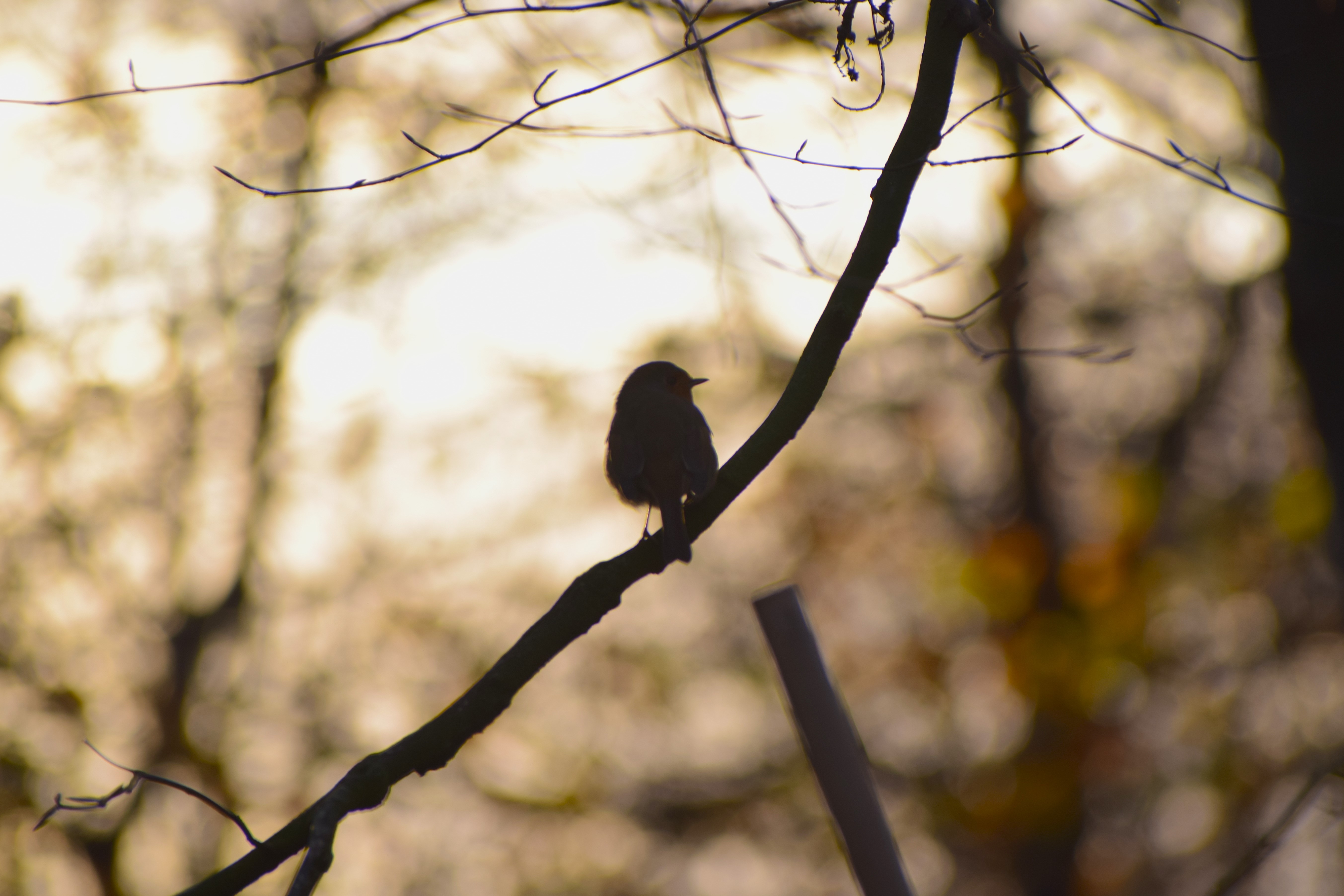 Robin, Lancaster University campus
