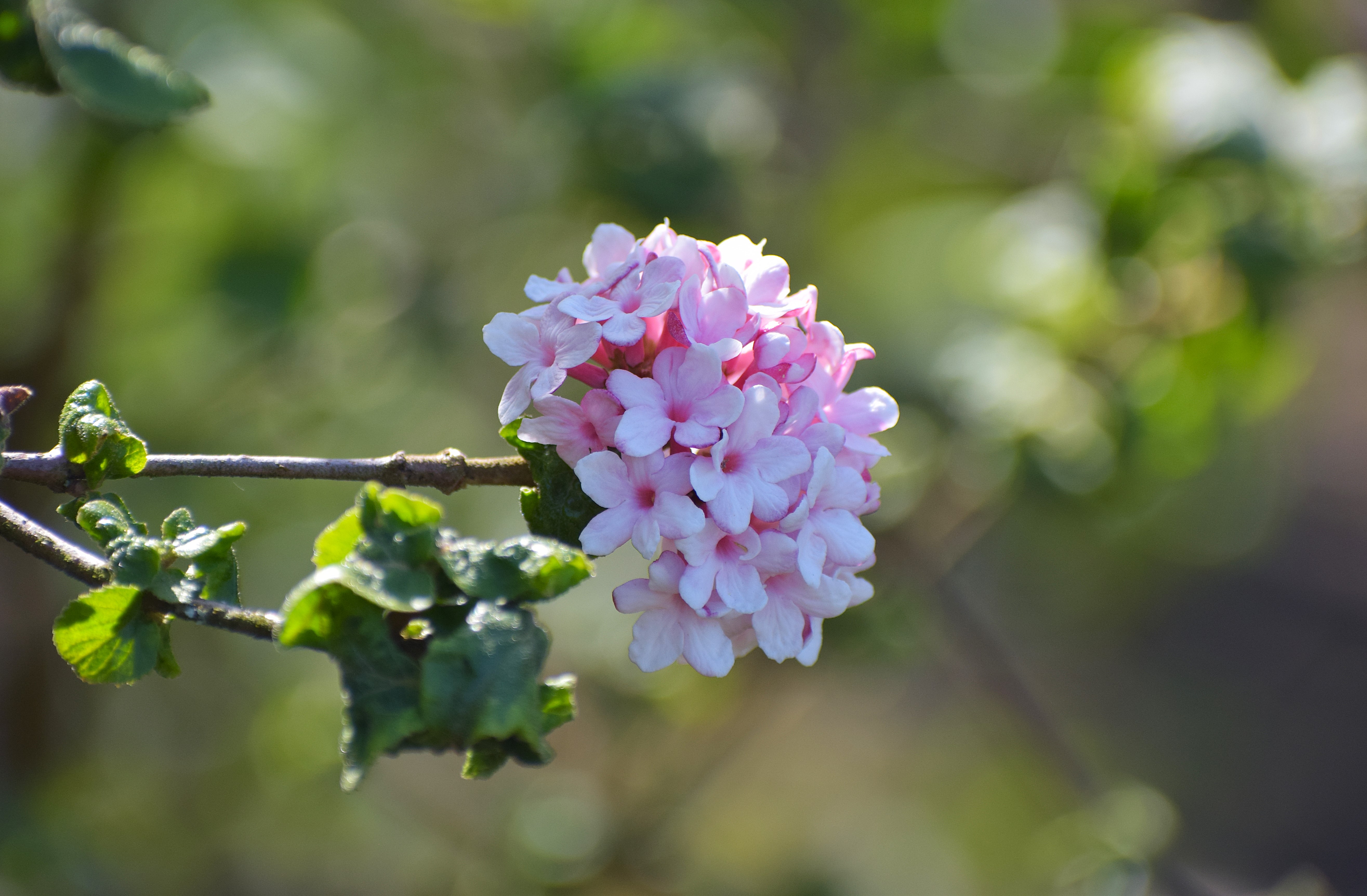 Viburnum flower, Woolton