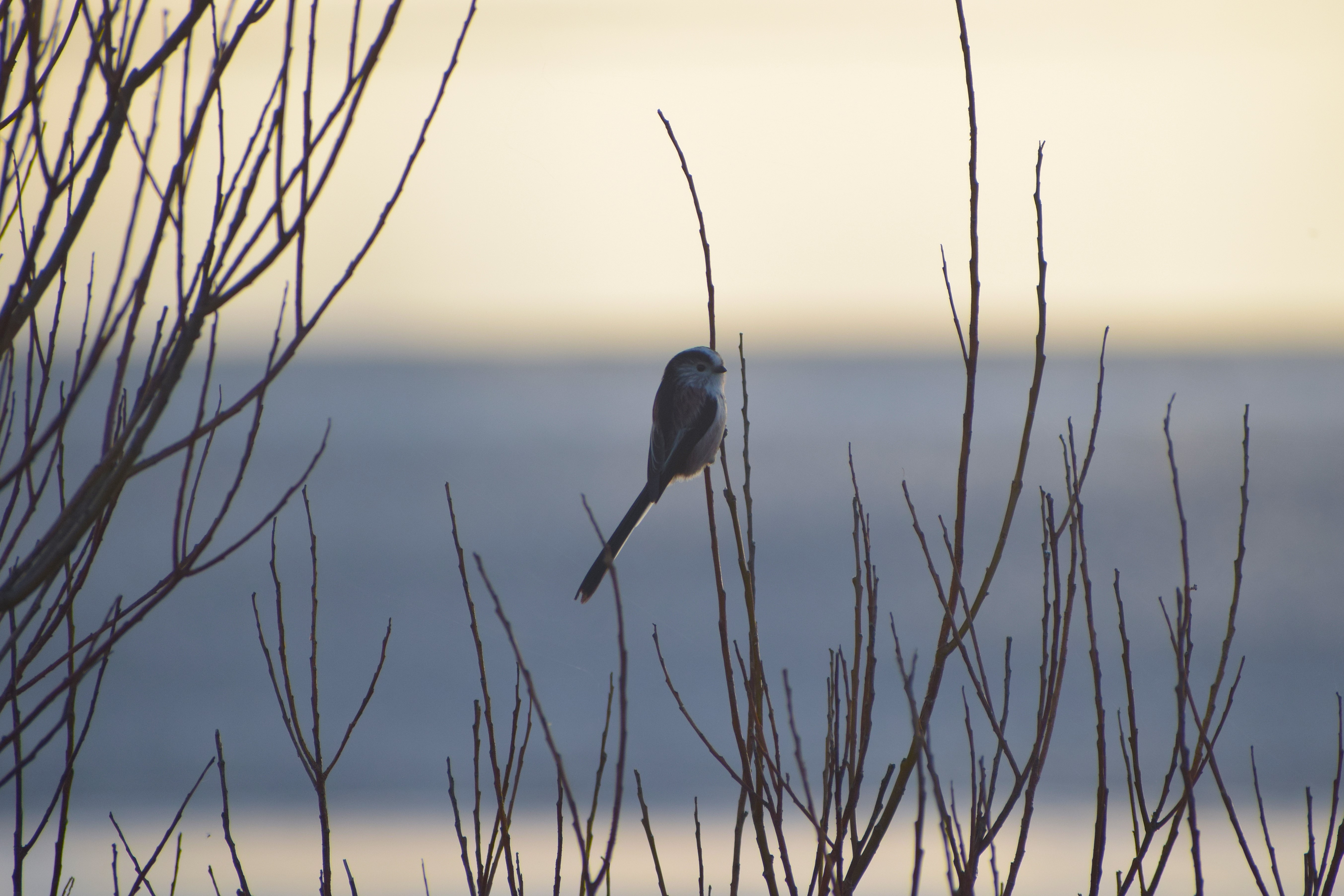 Long-tailed Tit, Hale