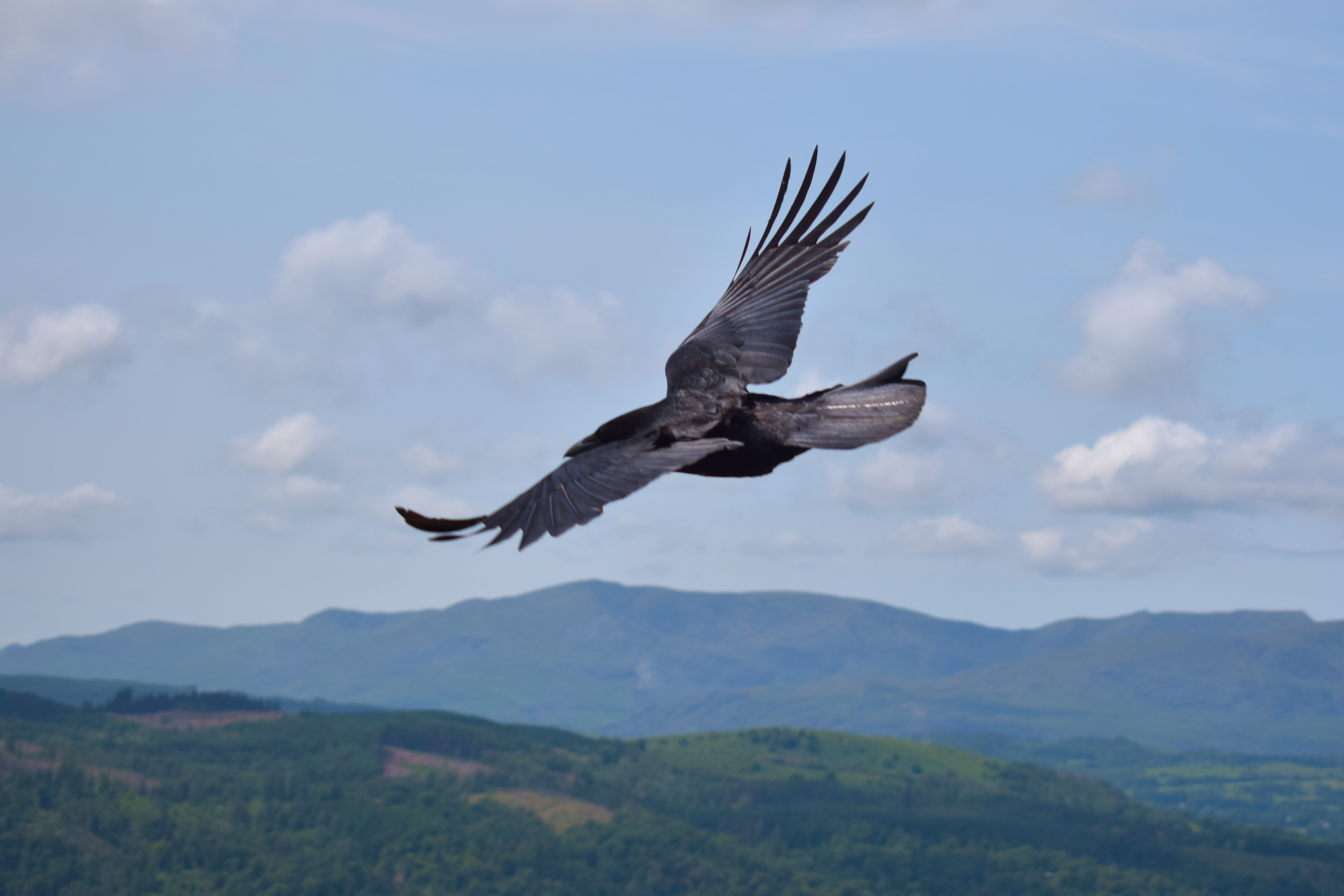 Raven flying at Windermere, Lancashire