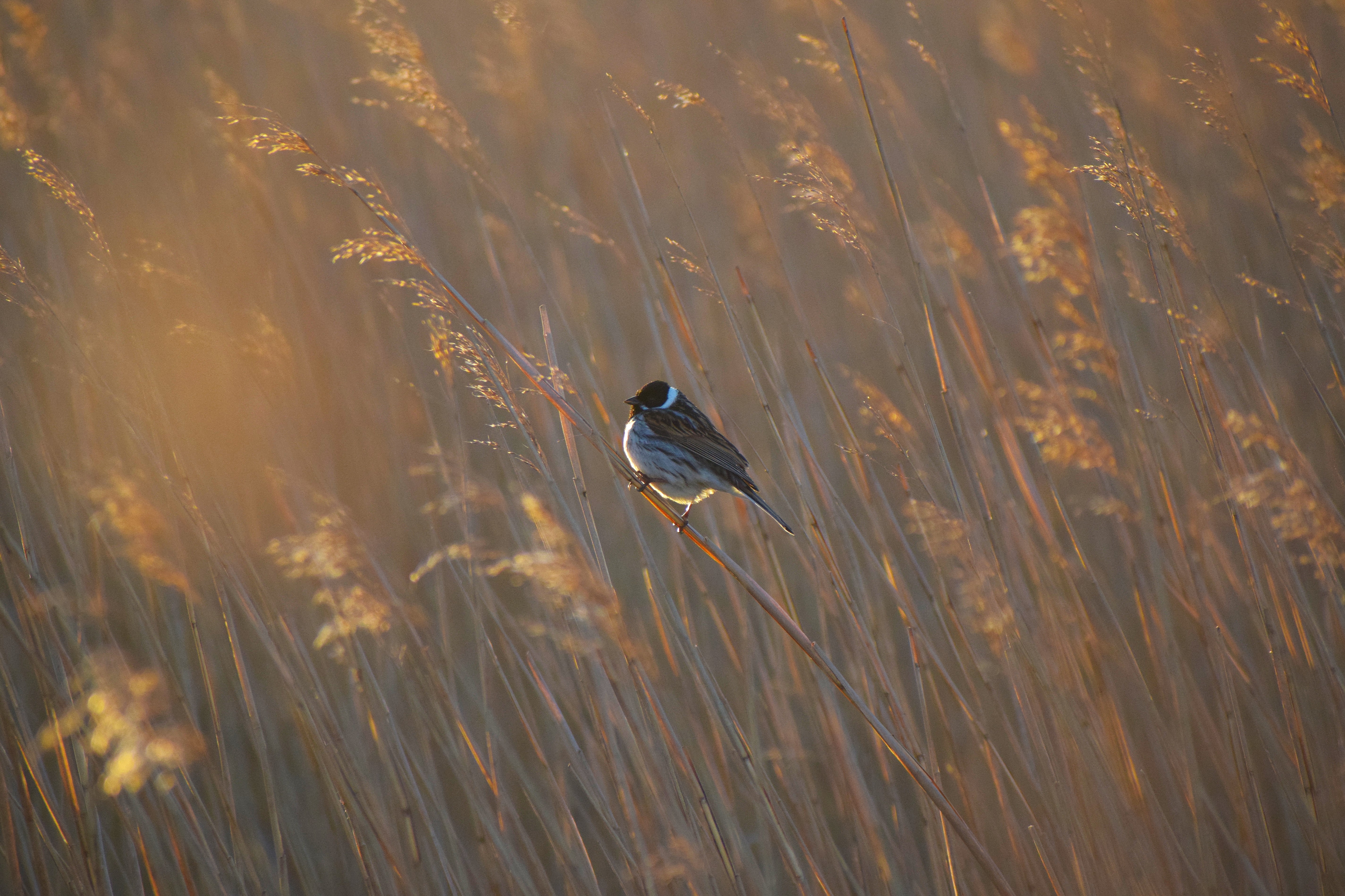 Reed Bunting, Northumberland