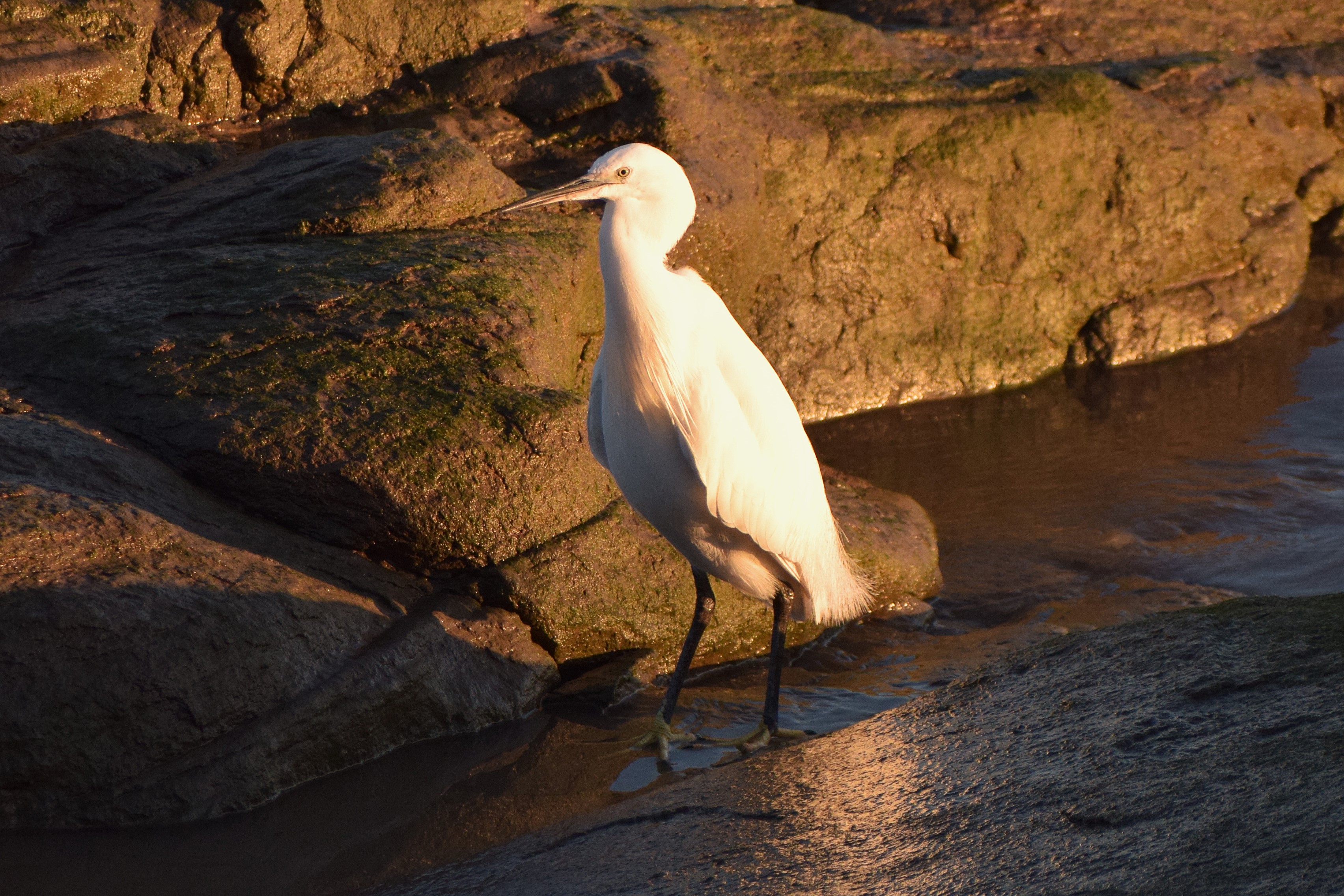 Little Egret, Mersey Estuary
